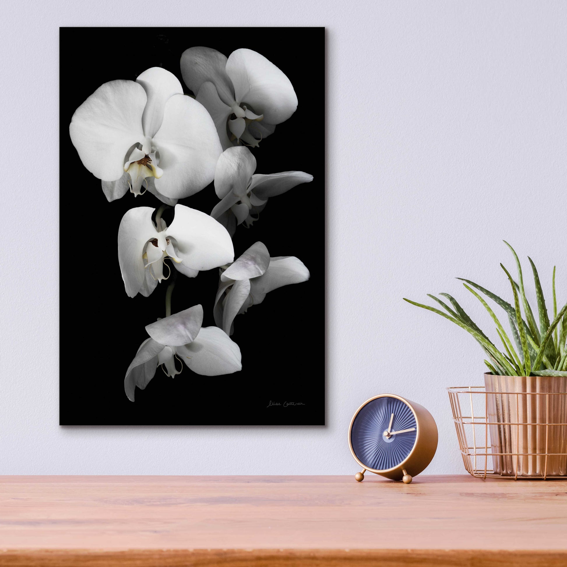 Epic Art 'White Orchid III' by Elise Catterall, Acrylic Glass Wall Art,12x16