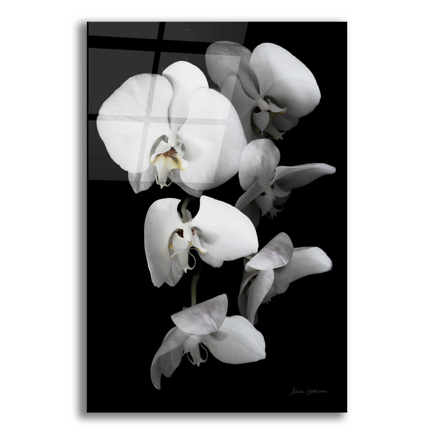 Epic Art 'White Orchid III' by Elise Catterall, Acrylic Glass Wall Art,12x16