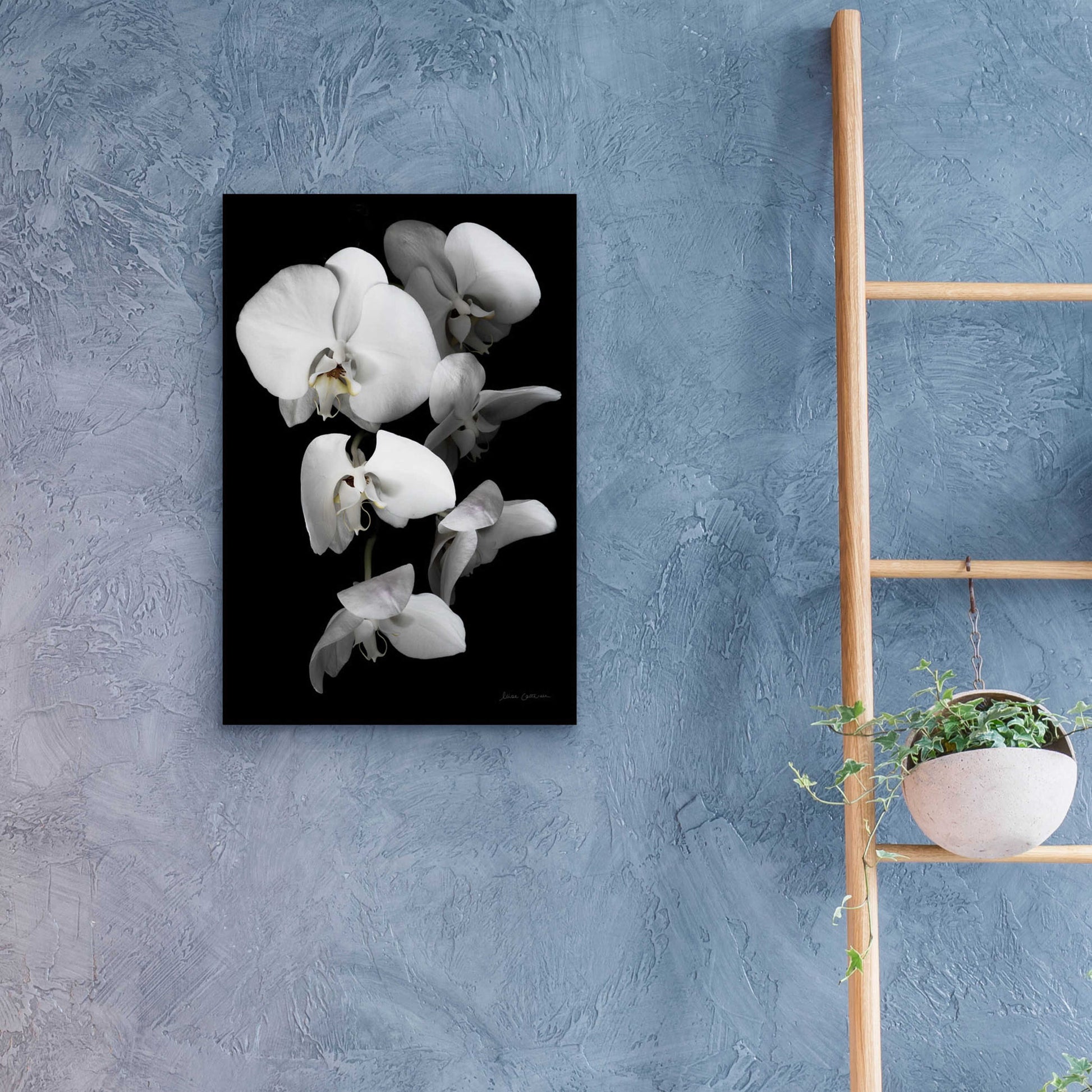 Epic Art 'White Orchid III' by Elise Catterall, Acrylic Glass Wall Art,16x24