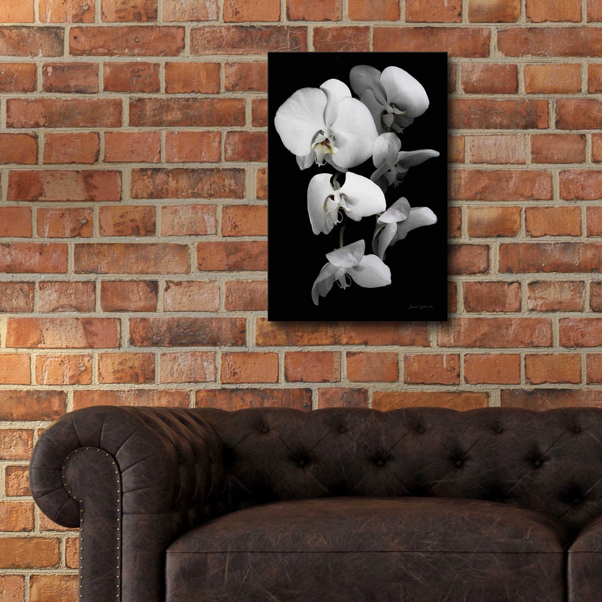 Epic Art 'White Orchid III' by Elise Catterall, Acrylic Glass Wall Art,16x24