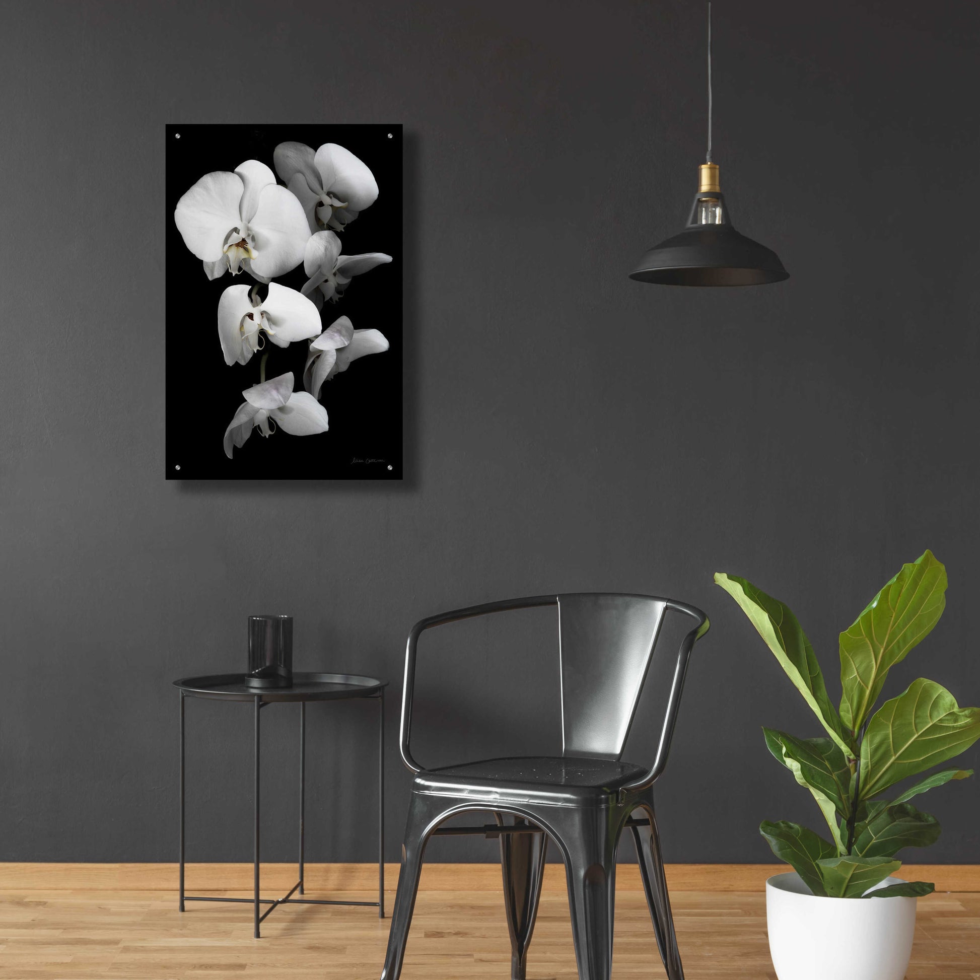 Epic Art 'White Orchid III' by Elise Catterall, Acrylic Glass Wall Art,24x36