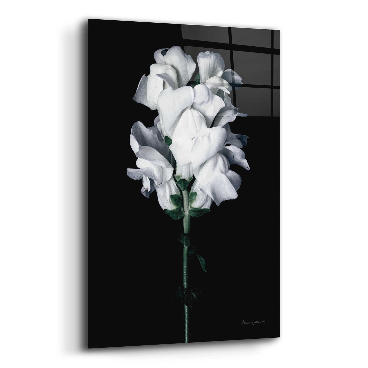 Epic Art 'White Snapdragon' by Elise Catterall, Acrylic Glass Wall Art,12x16