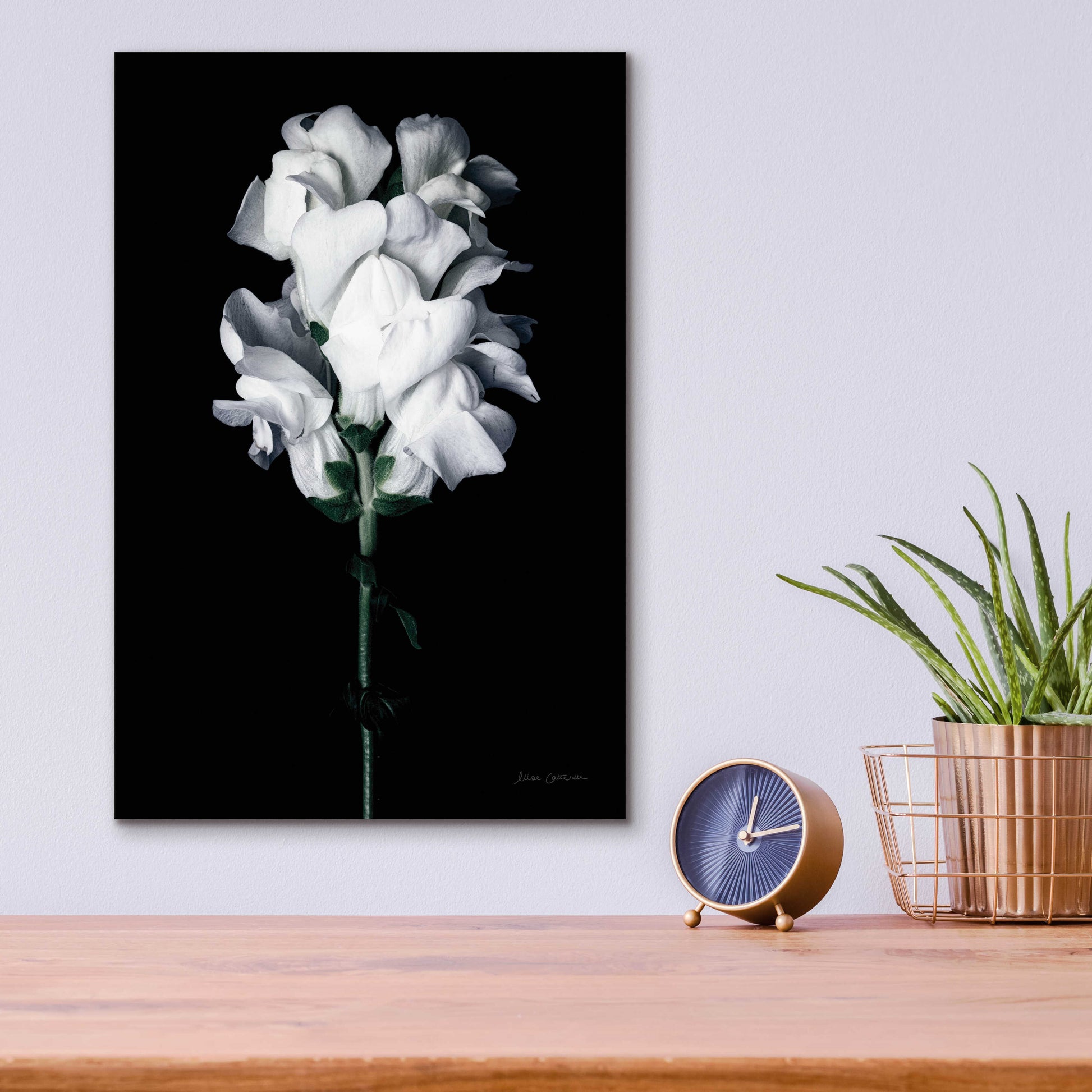 Epic Art 'White Snapdragon' by Elise Catterall, Acrylic Glass Wall Art,12x16