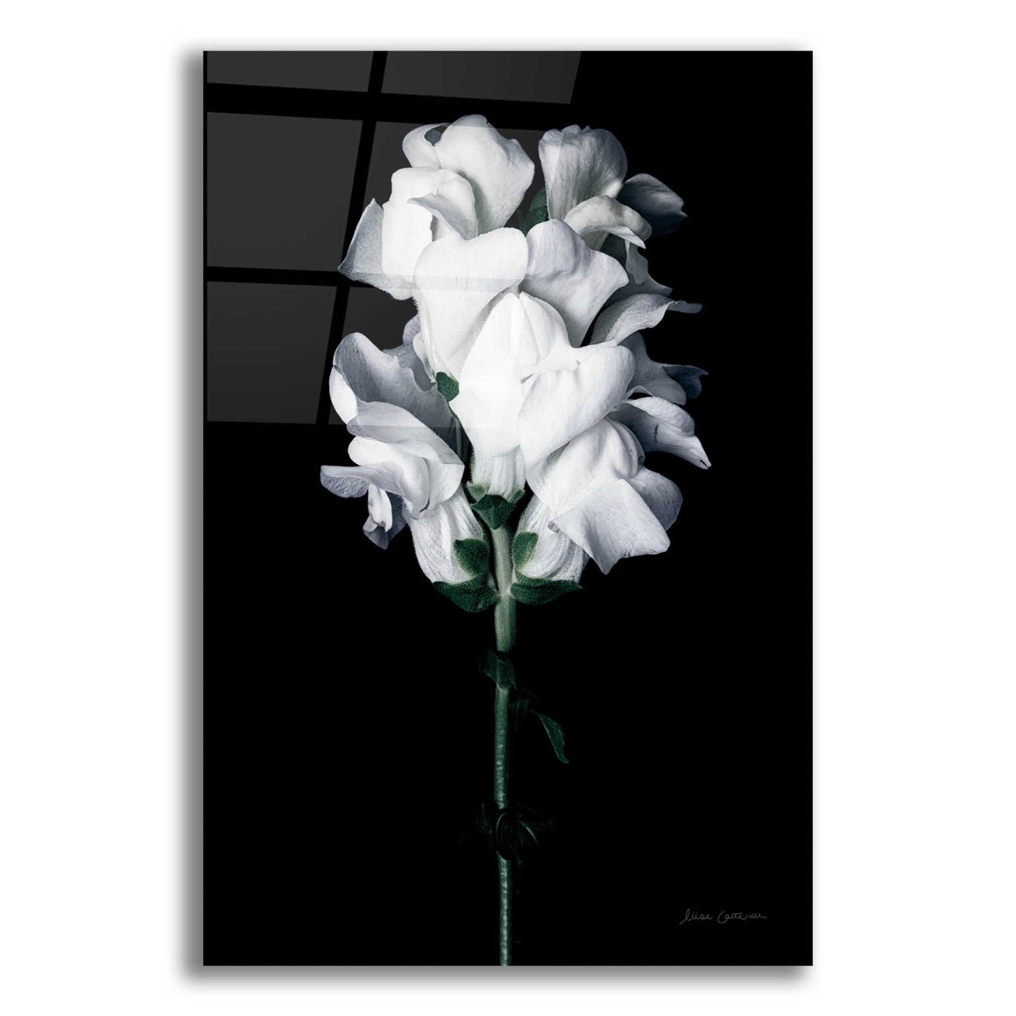 Epic Art 'White Snapdragon' by Elise Catterall, Acrylic Glass Wall Art,12x16