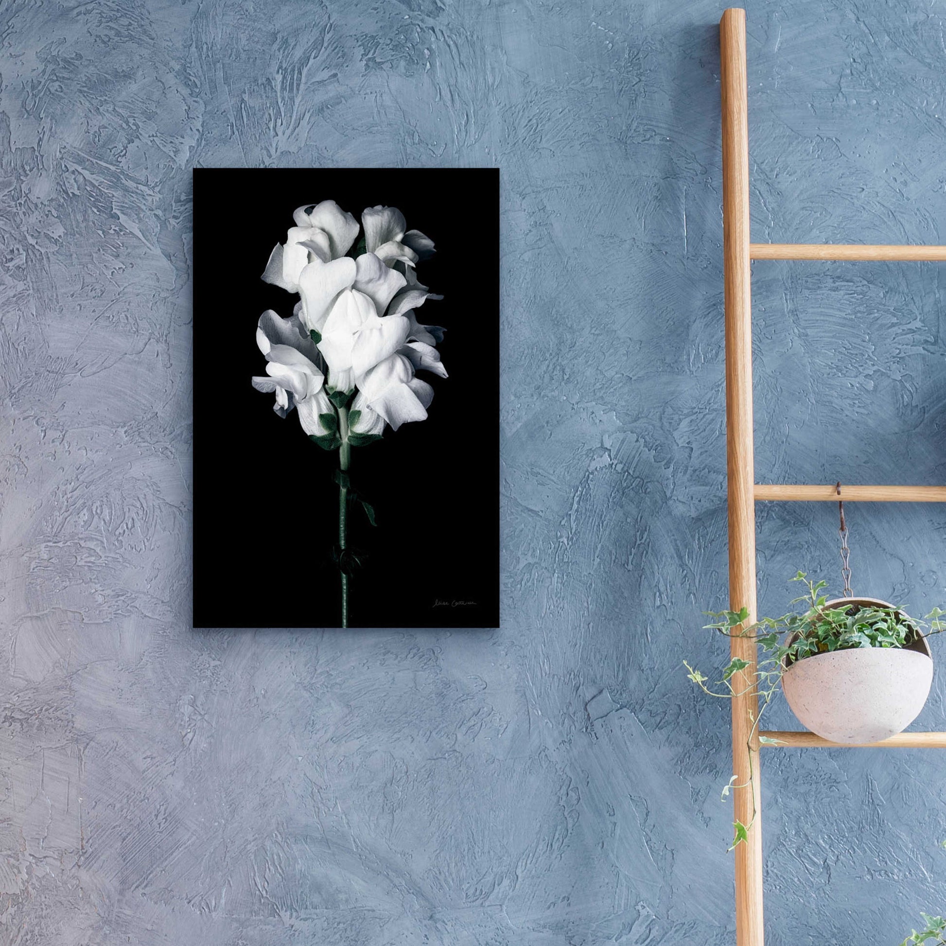 Epic Art 'White Snapdragon' by Elise Catterall, Acrylic Glass Wall Art,16x24