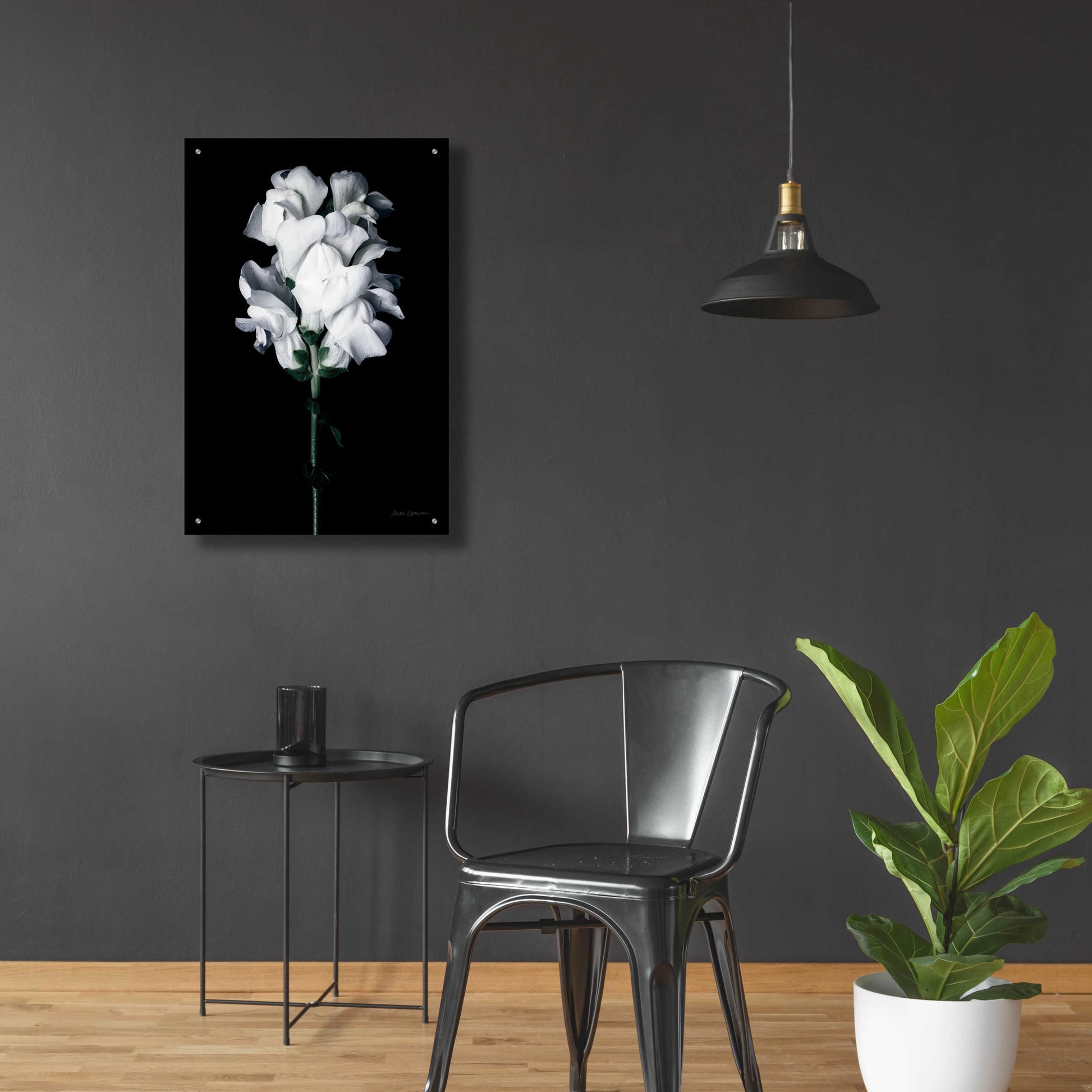 Epic Art 'White Snapdragon' by Elise Catterall, Acrylic Glass Wall Art,24x36