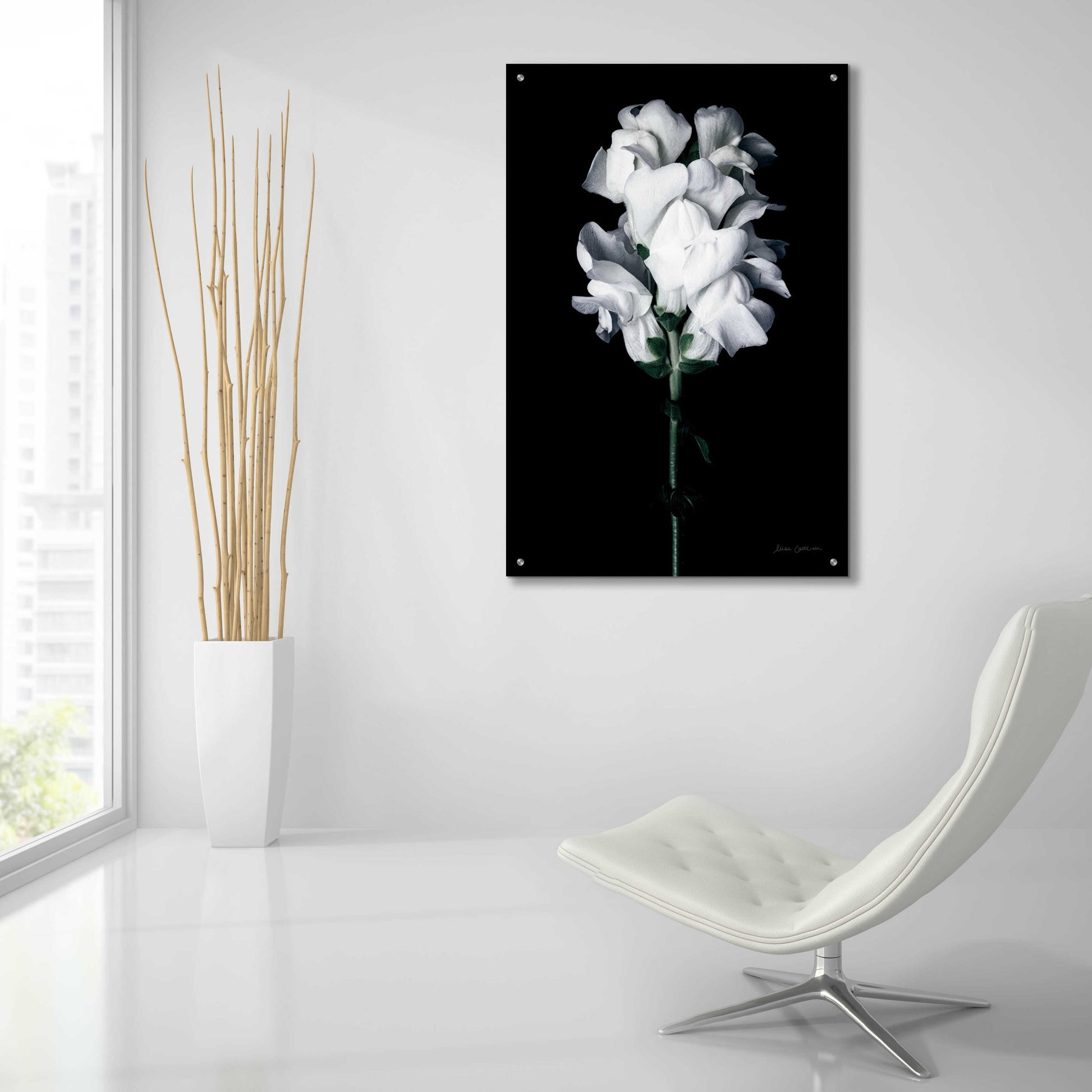 Epic Art 'White Snapdragon' by Elise Catterall, Acrylic Glass Wall Art,24x36