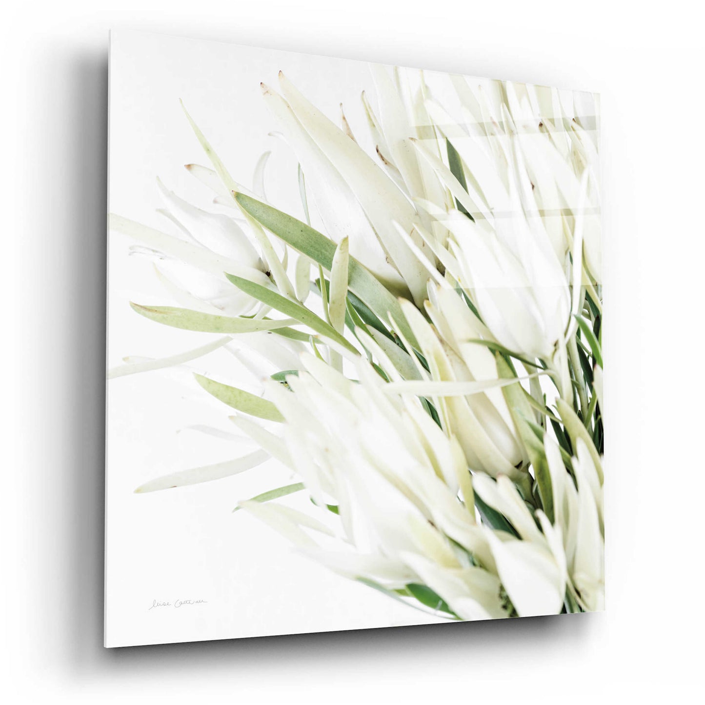 Epic Art 'Leucadendron Oasis Crop' by Elise Catterall, Acrylic Glass Wall Art,12x12