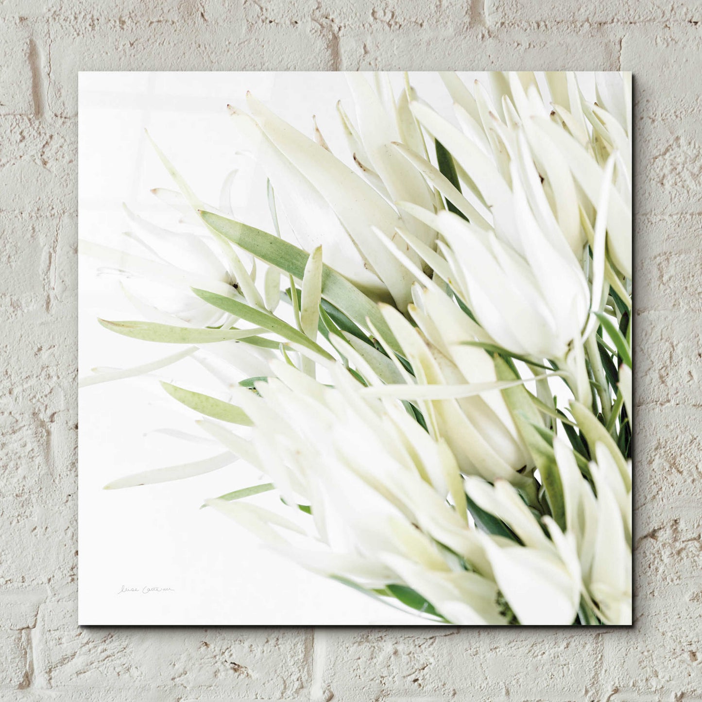 Epic Art 'Leucadendron Oasis Crop' by Elise Catterall, Acrylic Glass Wall Art,12x12