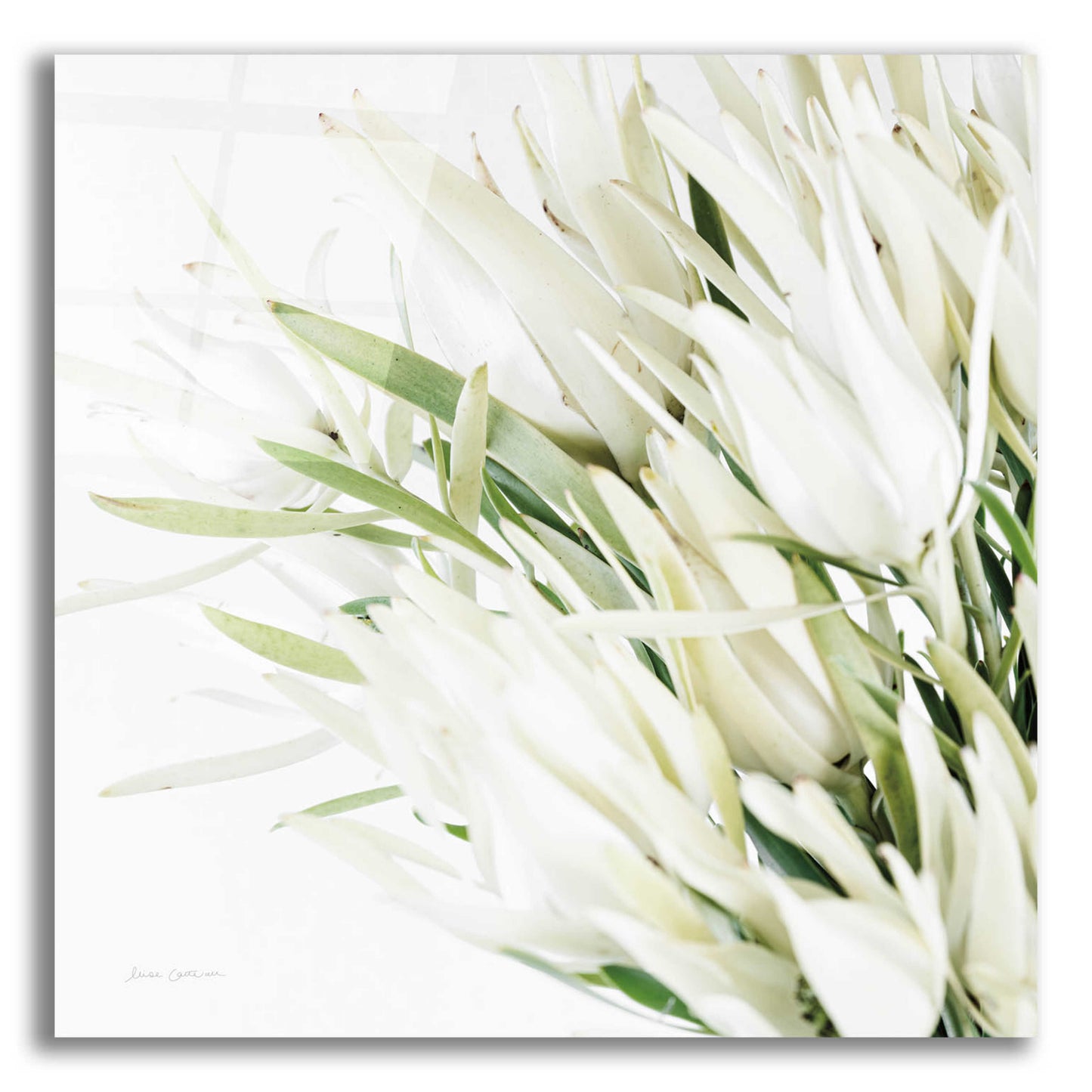 Epic Art 'Leucadendron Oasis Crop' by Elise Catterall, Acrylic Glass Wall Art,12x12