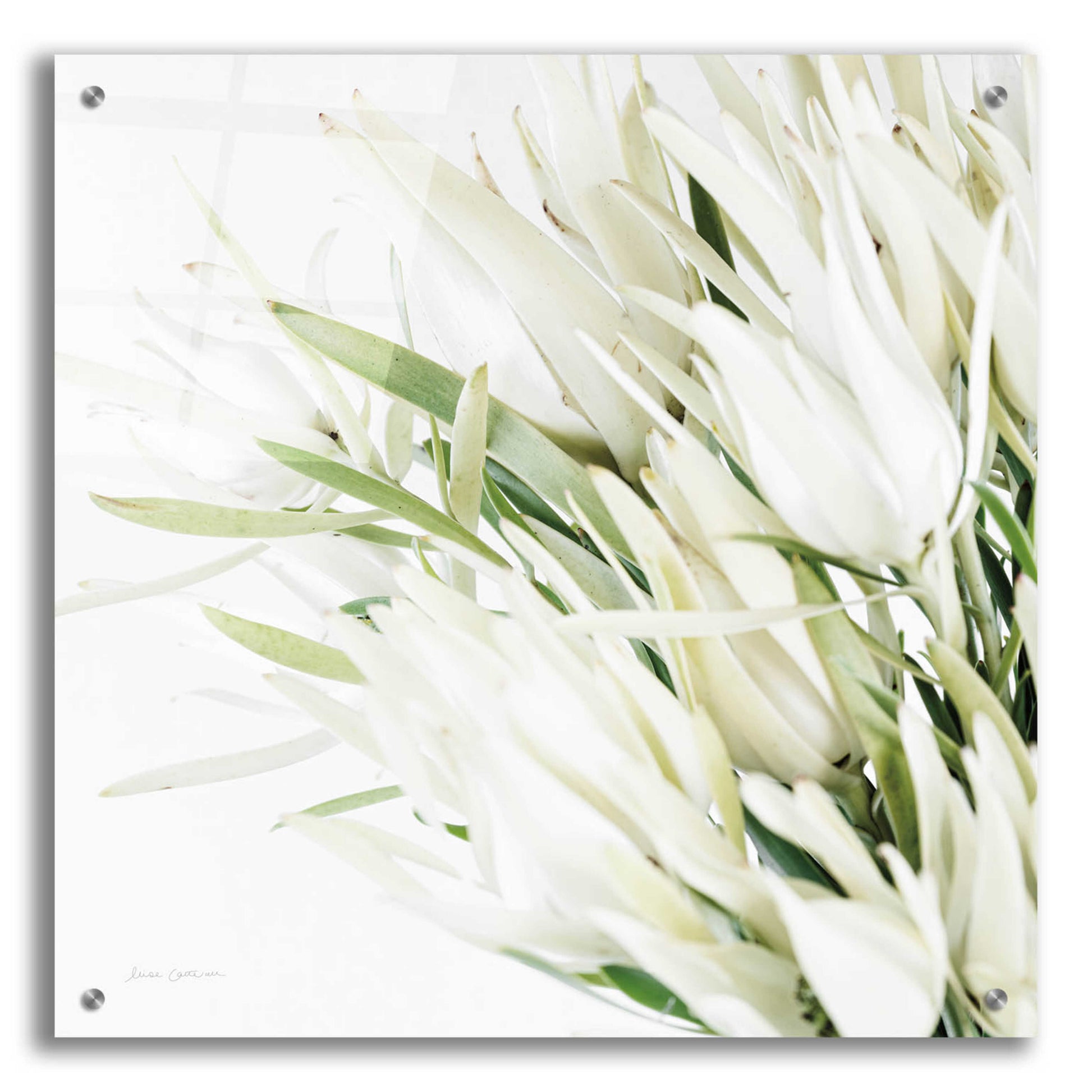 Epic Art 'Leucadendron Oasis Crop' by Elise Catterall, Acrylic Glass Wall Art,24x24