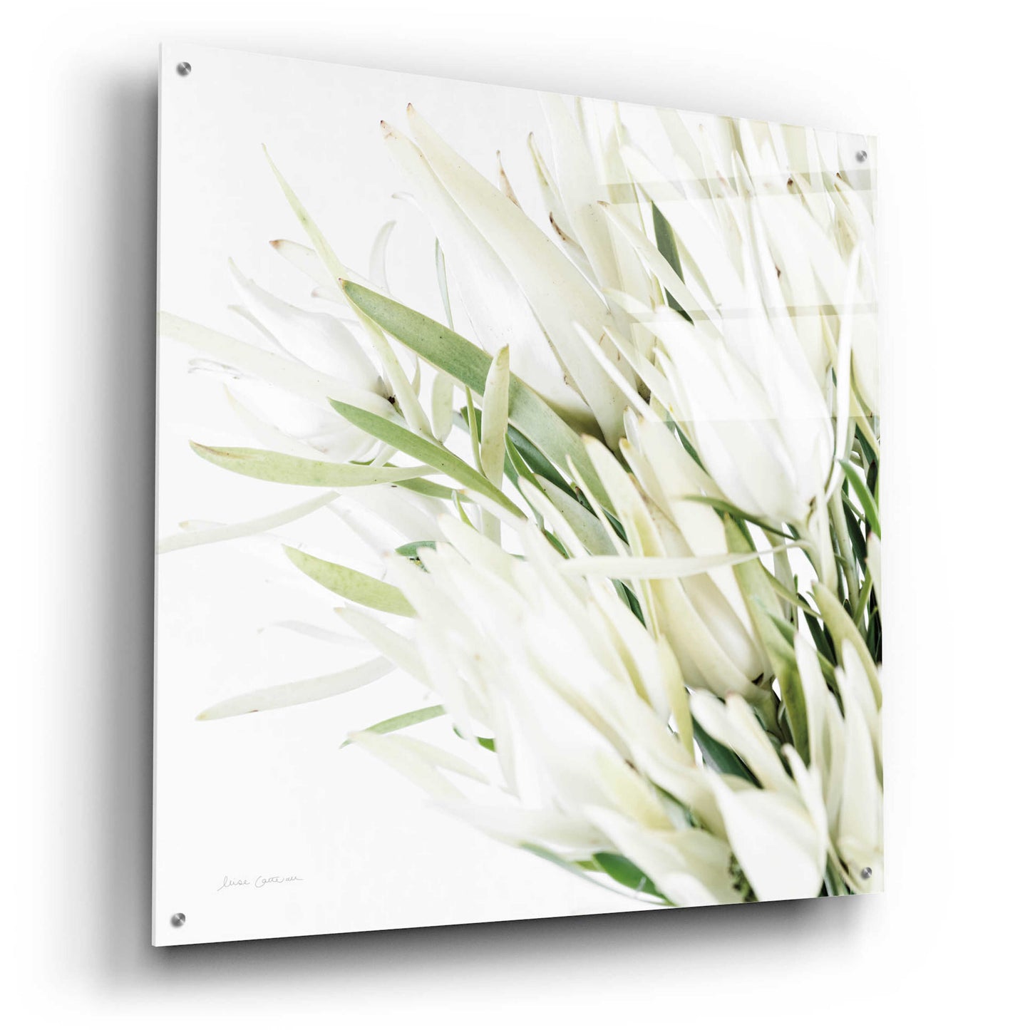 Epic Art 'Leucadendron Oasis Crop' by Elise Catterall, Acrylic Glass Wall Art,36x36