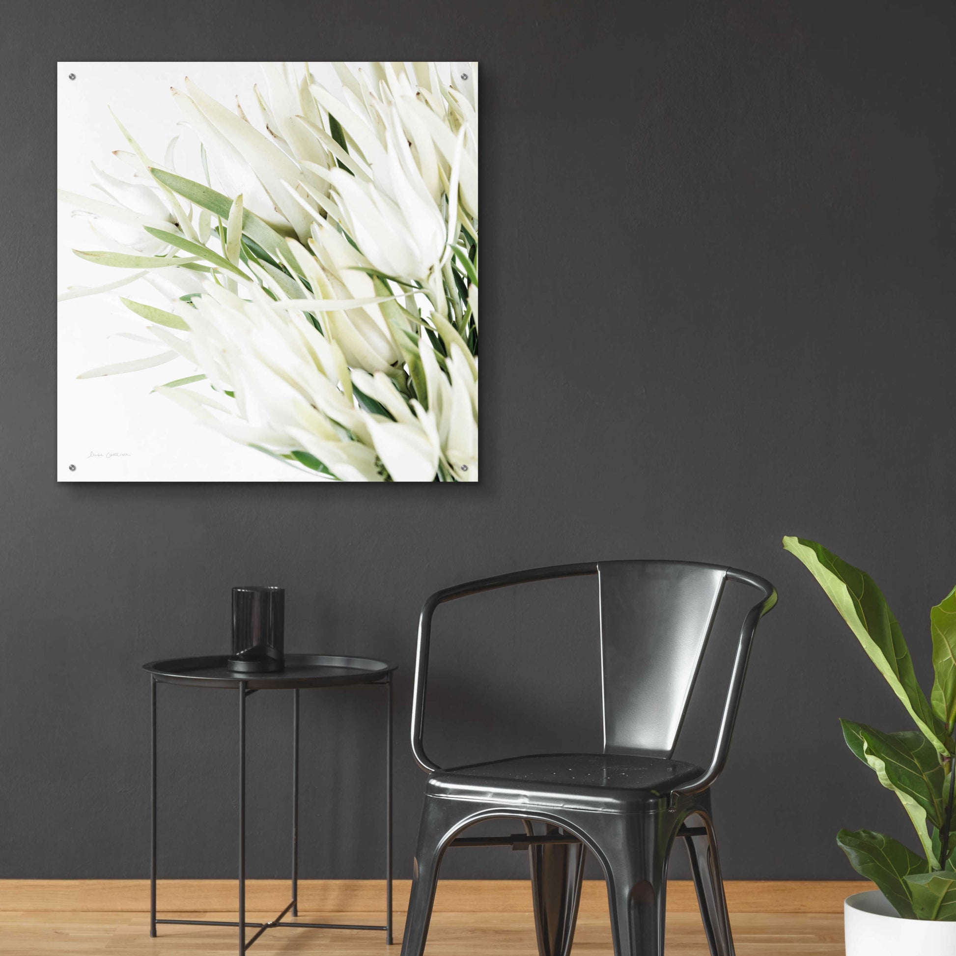 Epic Art 'Leucadendron Oasis Crop' by Elise Catterall, Acrylic Glass Wall Art,36x36