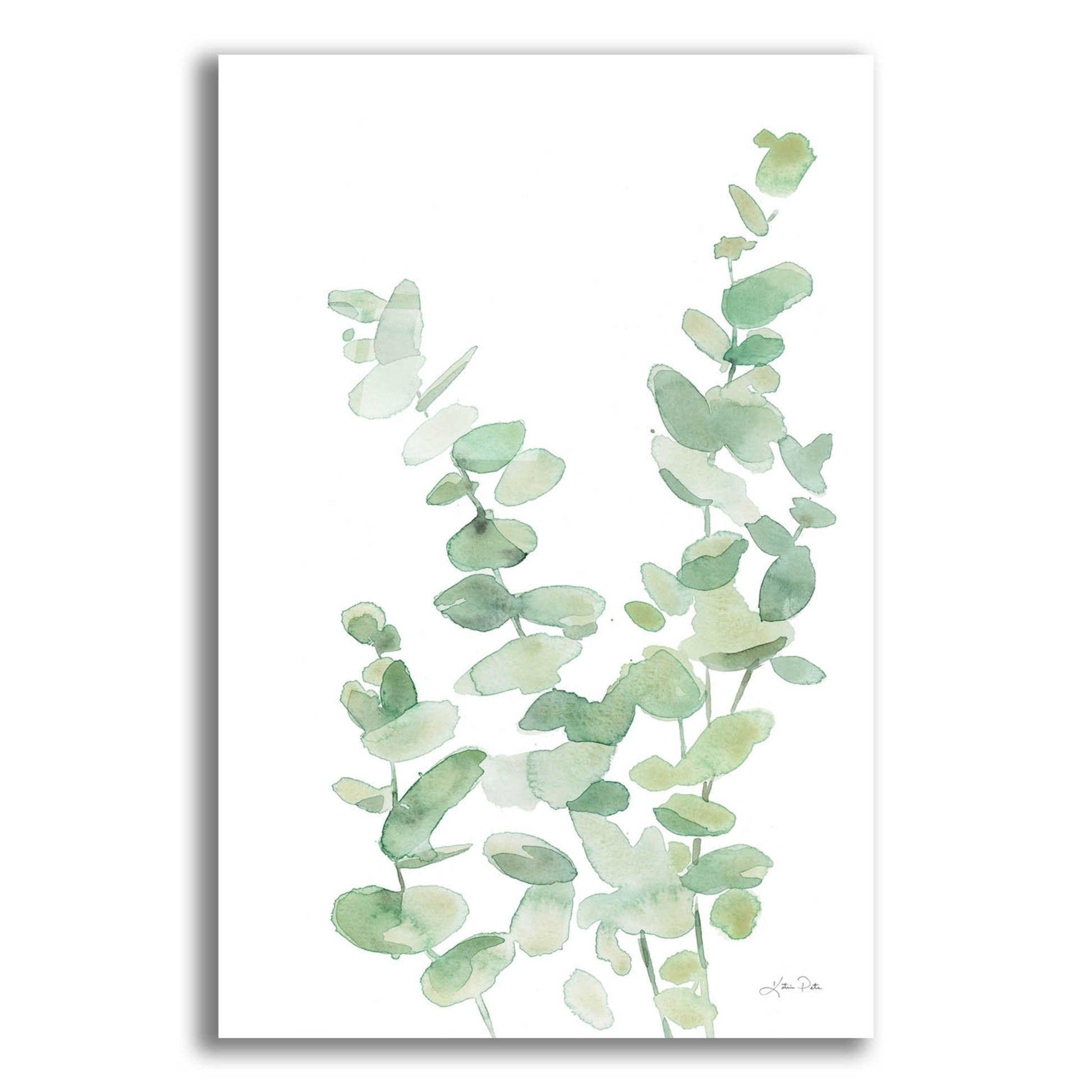 Epic Art 'Eucalyptus II' by Katrina Pete, Acrylic Glass Wall Art,12x16