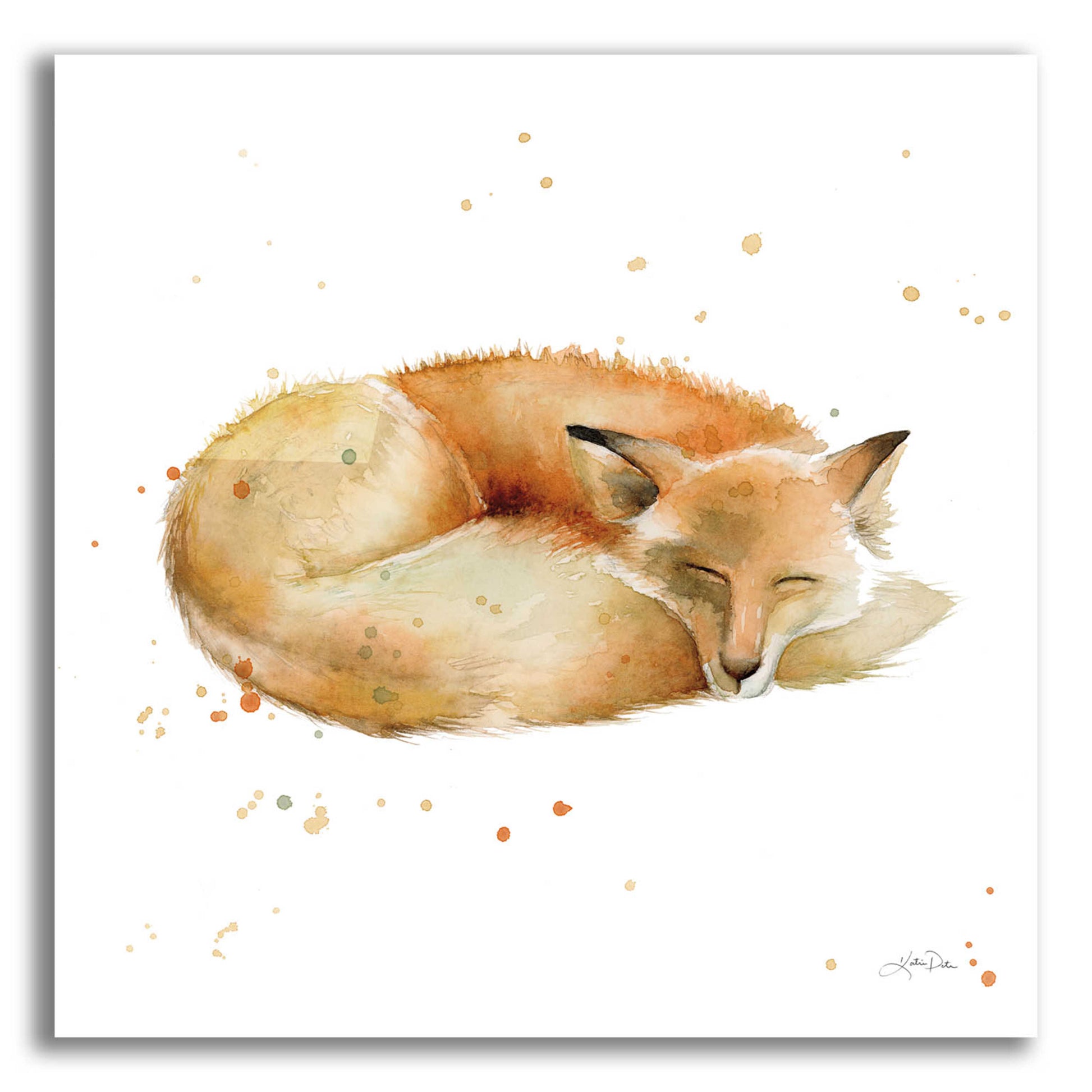 Epic Art 'Sleeping Fox' by Katrina Pete, Acrylic Glass Wall Art,12x12