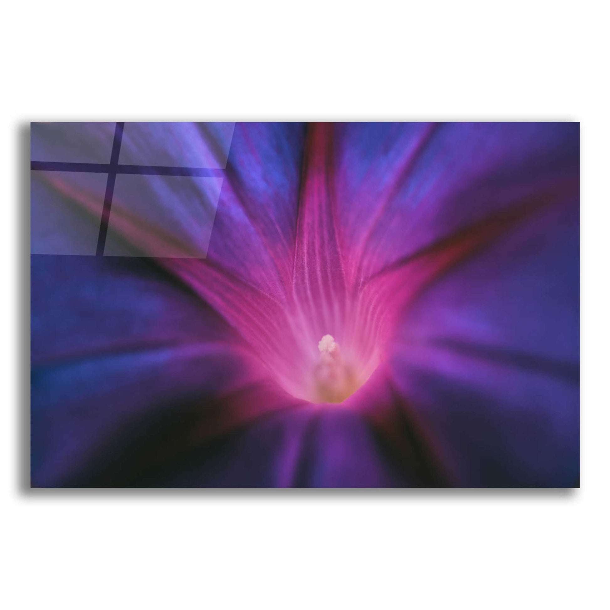 Epic Art 'Purple Pageantry Winds' by Unknown Artist, Acrylic Glass Wall Art,24x16
