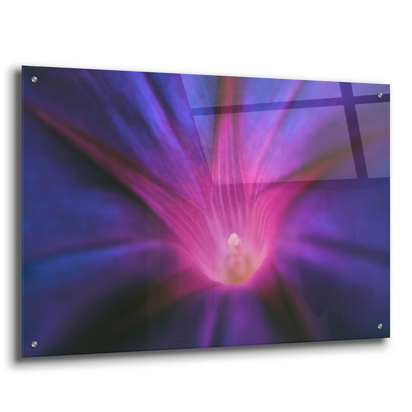 Epic Art 'Purple Pageantry Winds' by Unknown Artist, Acrylic Glass Wall Art,36x24