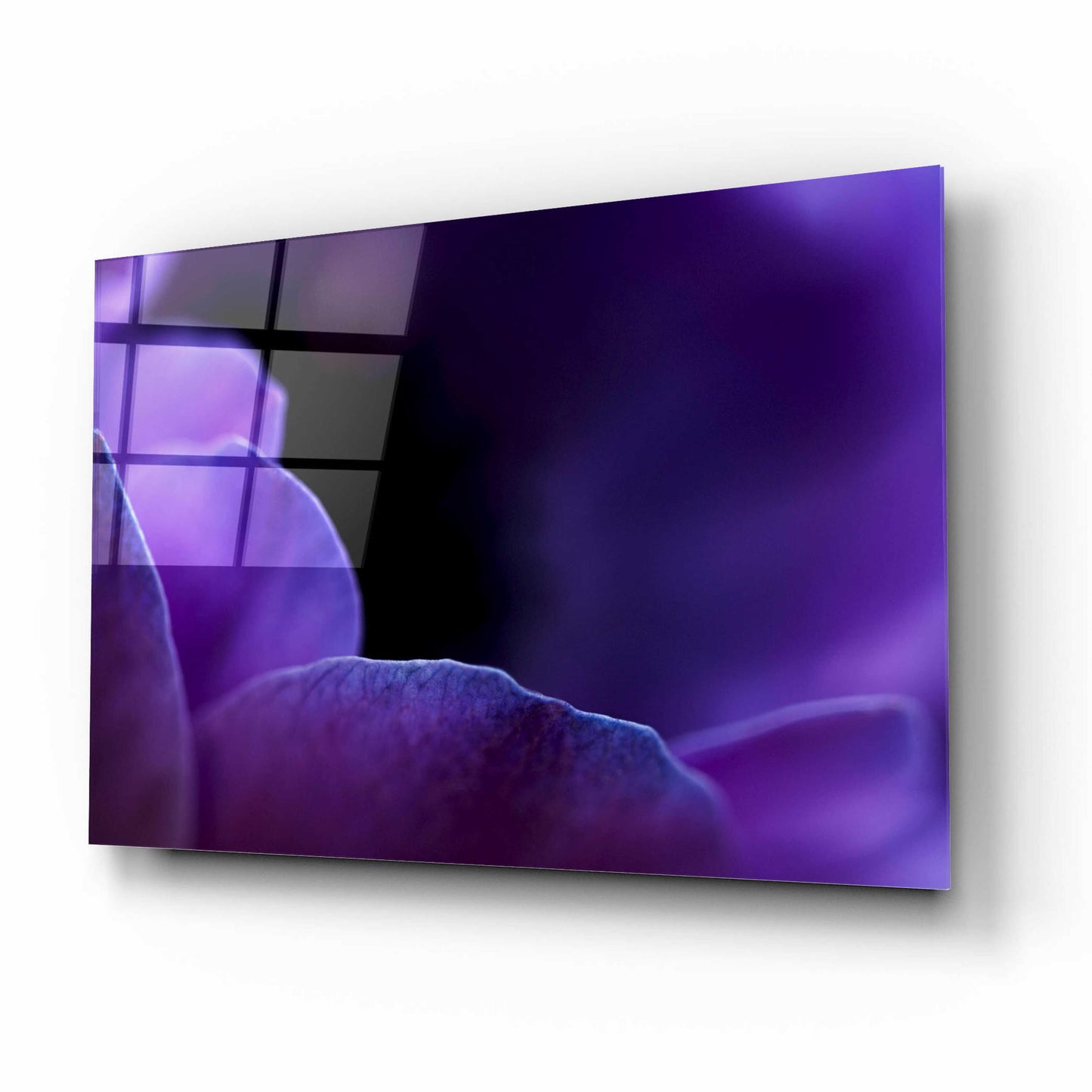 Epic Art 'Midnight Petals' by Unknown Artist, Acrylic Glass Wall Art,16x12