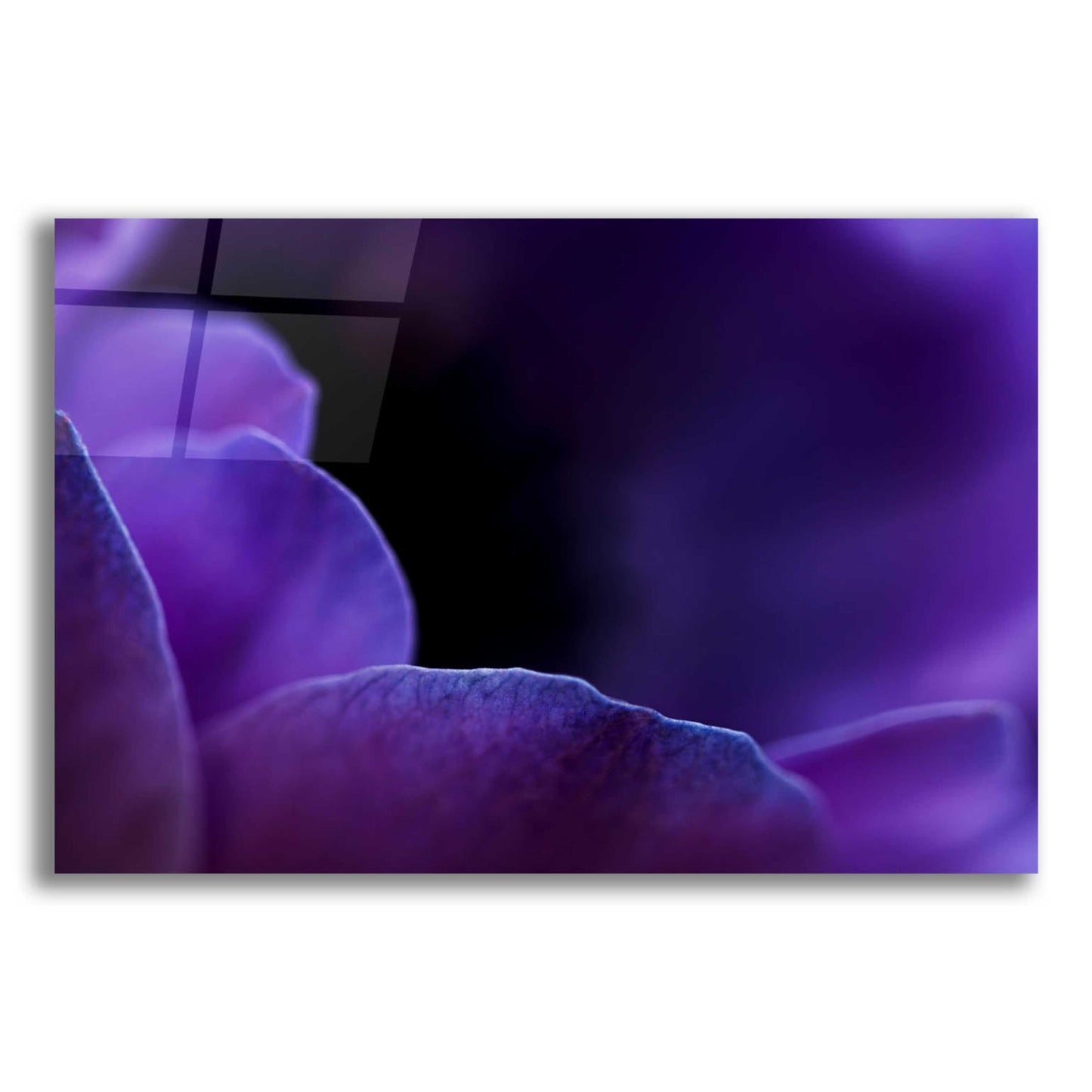 Epic Art 'Midnight Petals' by Unknown Artist, Acrylic Glass Wall Art,16x12