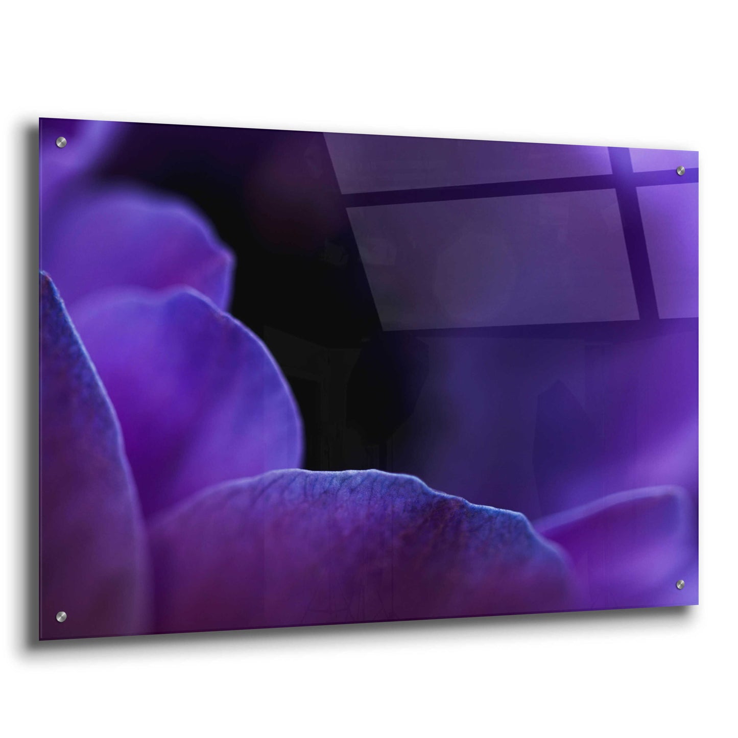 Epic Art 'Midnight Petals' by Unknown Artist, Acrylic Glass Wall Art,36x24