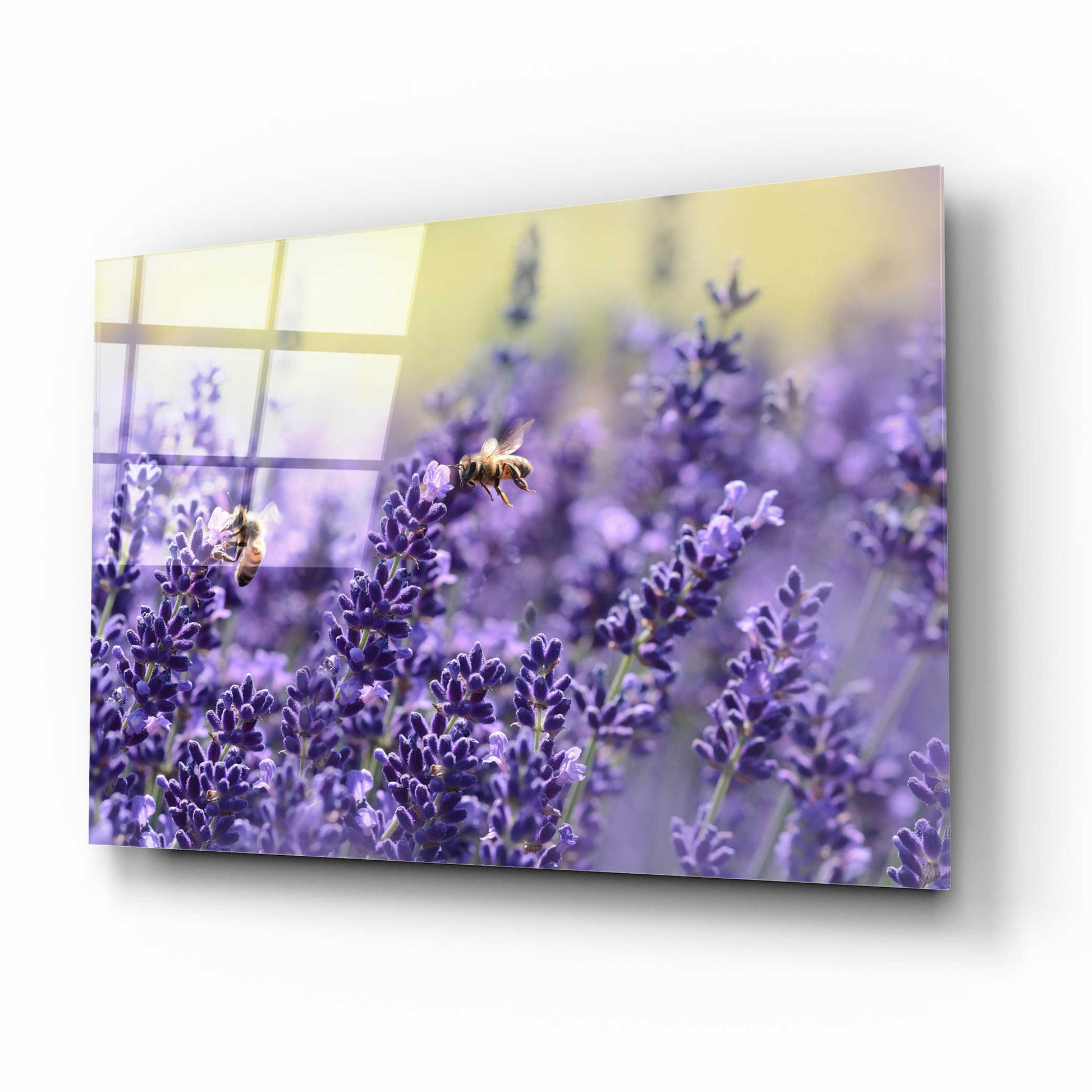 Epic Art 'Lavender Honey' by Unknown Artist, Acrylic Glass Wall Art,16x12