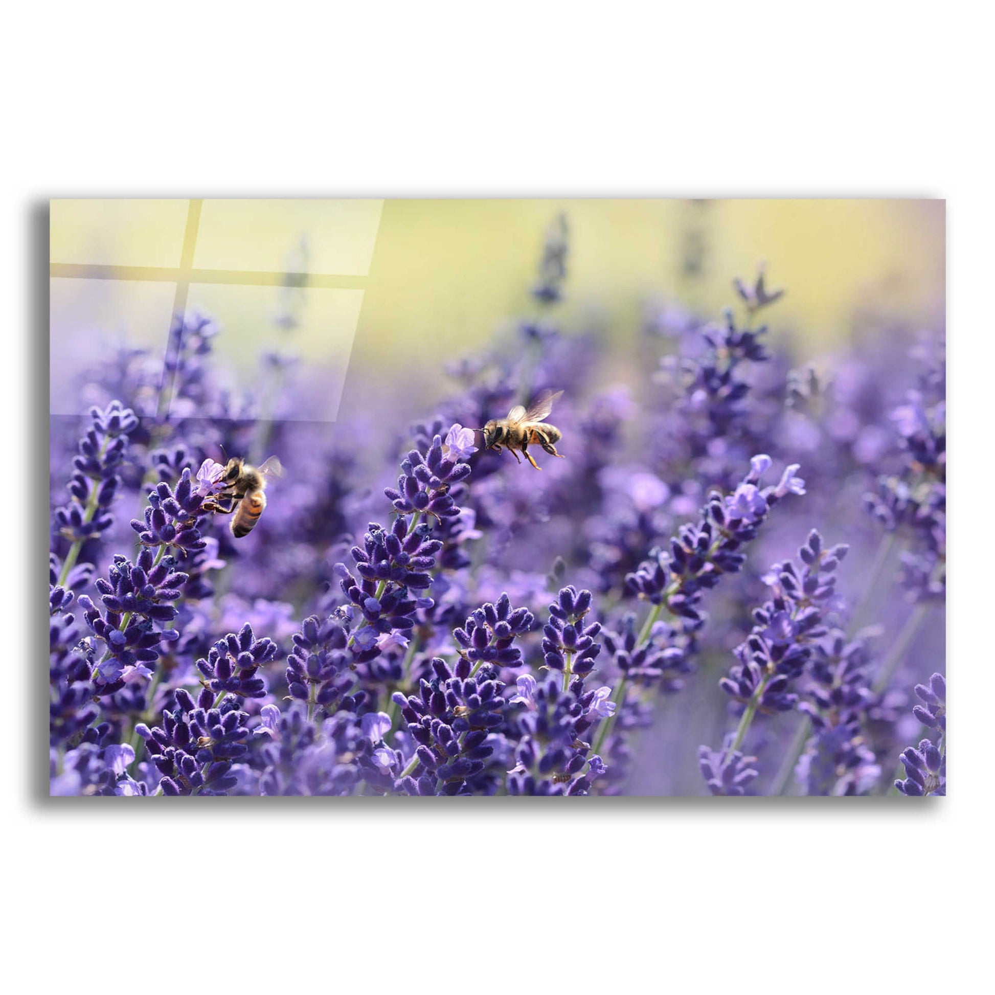 Epic Art 'Lavender Honey' by Unknown Artist, Acrylic Glass Wall Art,16x12