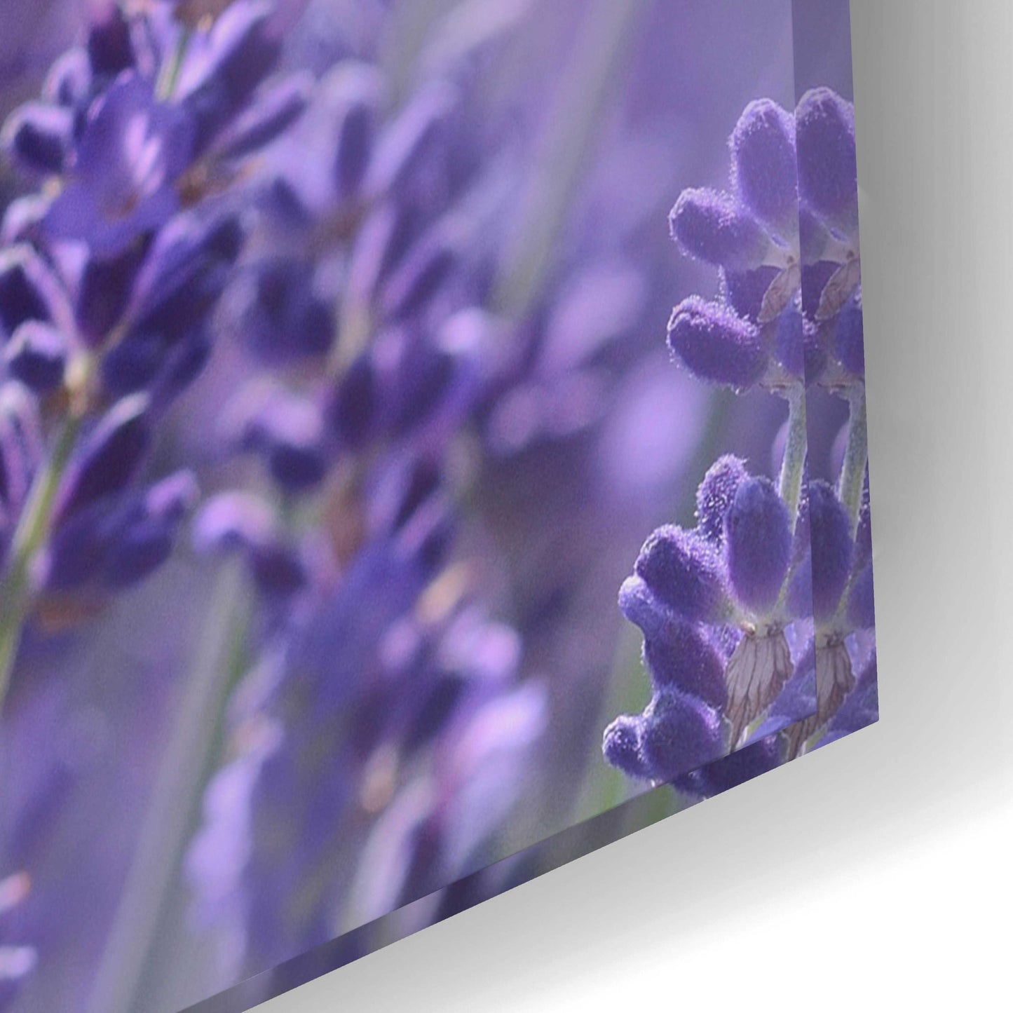 Epic Art 'Lavender Honey' by Unknown Artist, Acrylic Glass Wall Art,24x16