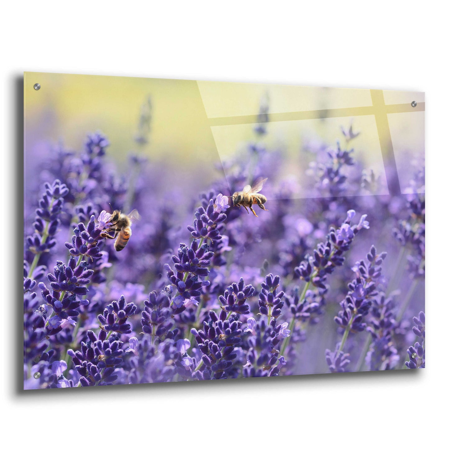 Epic Art 'Lavender Honey' by Unknown Artist, Acrylic Glass Wall Art,36x24