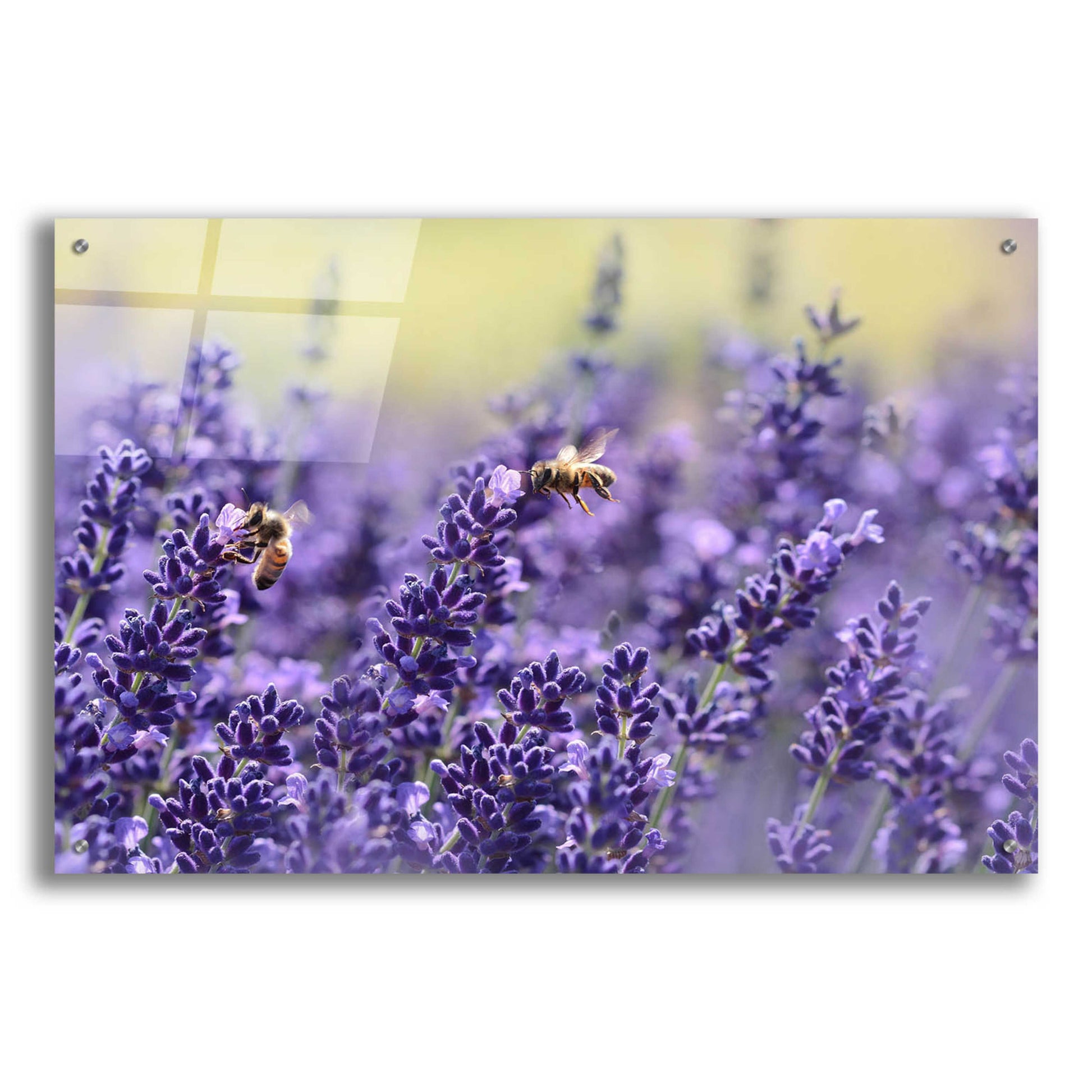 Epic Art 'Lavender Honey' by Unknown Artist, Acrylic Glass Wall Art,36x24