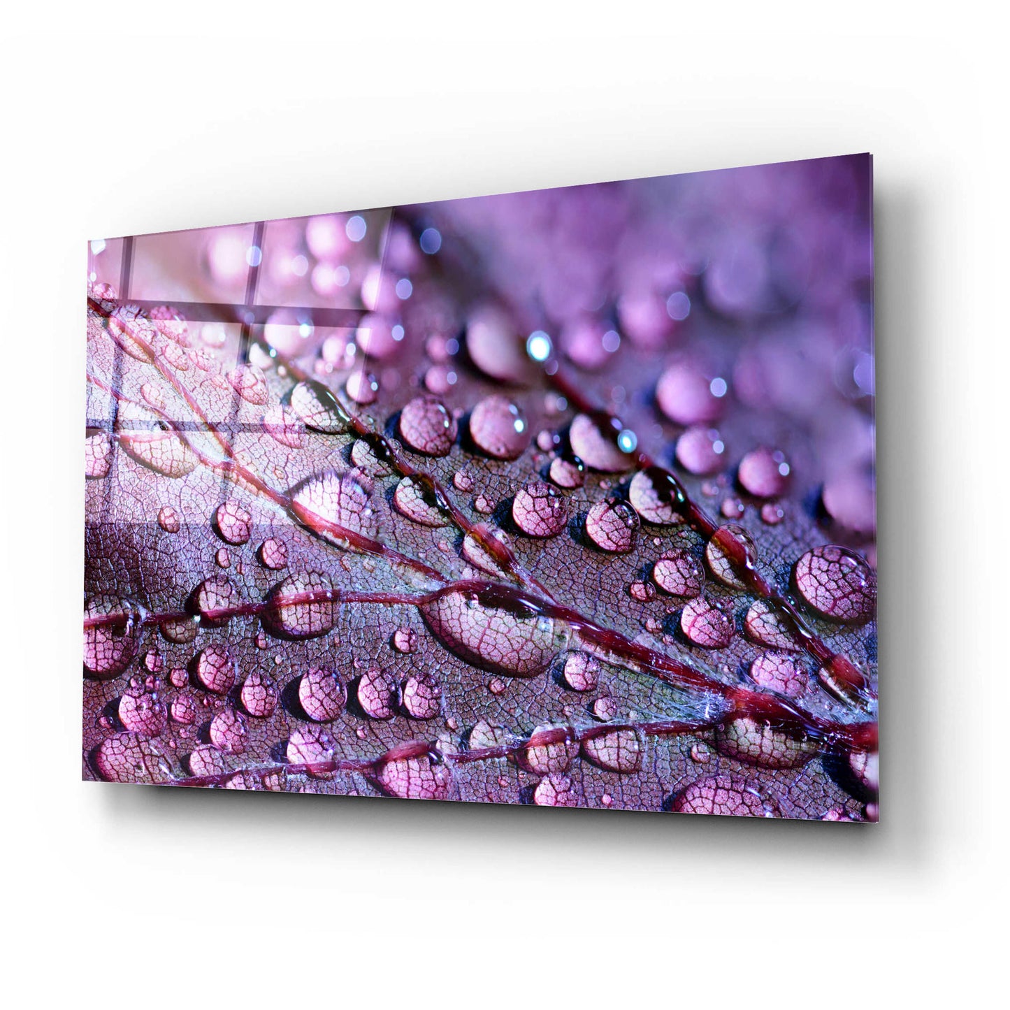 Epic Art 'Dewdrops' by Unknown Artist, Acrylic Glass Wall Art,24x16