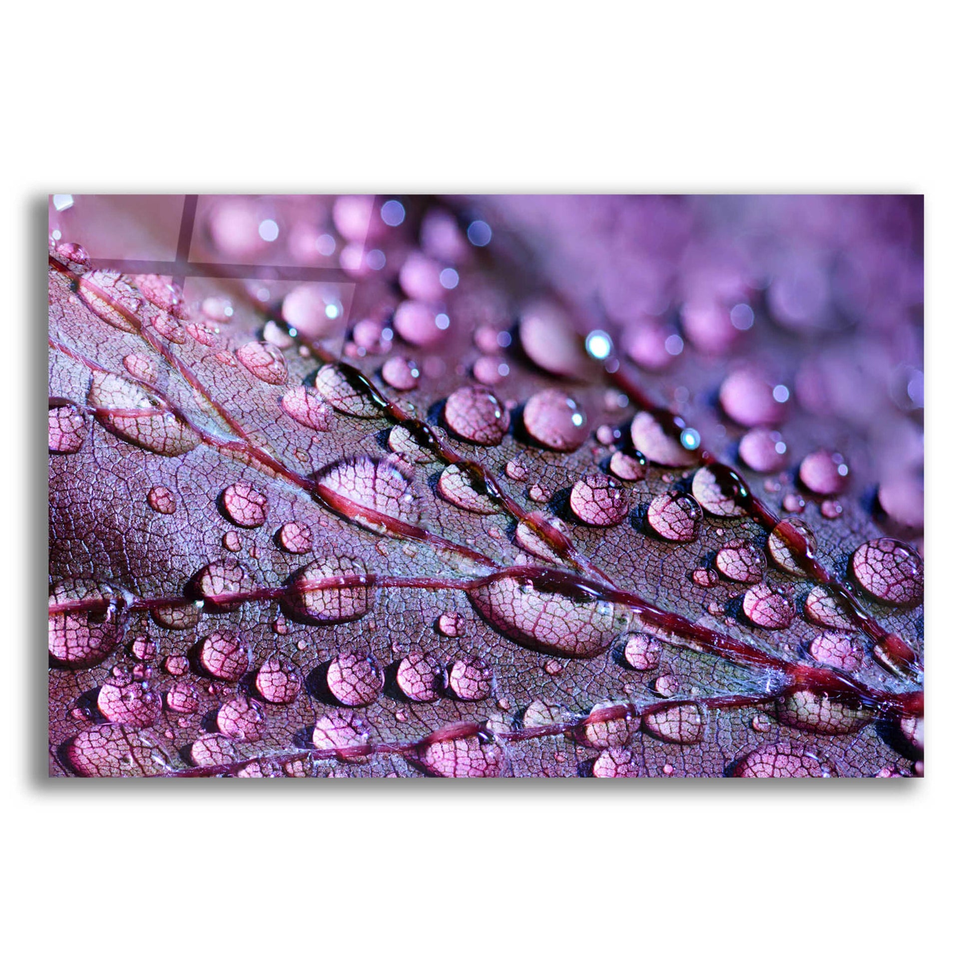 Epic Art 'Dewdrops' by Unknown Artist, Acrylic Glass Wall Art,24x16