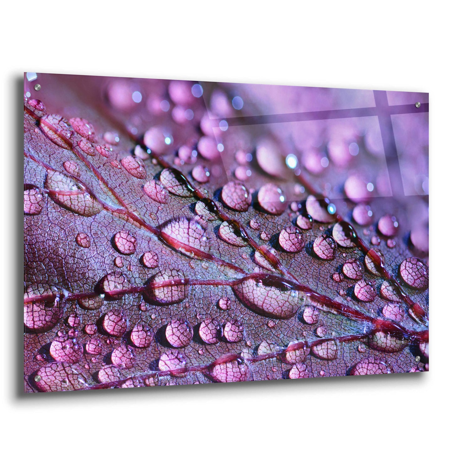 Epic Art 'Dewdrops' by Unknown Artist, Acrylic Glass Wall Art,36x24