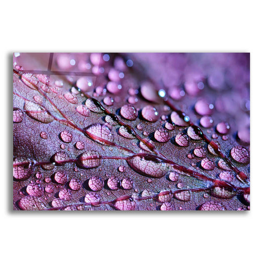 Epic Art 'Dewdrops' by Unknown Artist, Acrylic Glass Wall Art