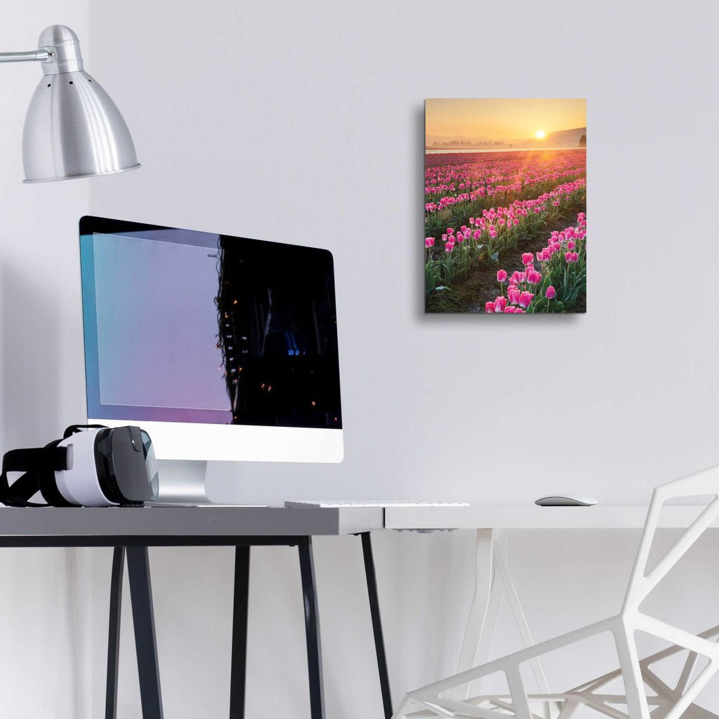 Skagit Valley Tulips II by Alan Majchrowicz - 12x16 acrylic wall art in a room
