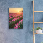 Skagit Valley Tulips II by Alan Majchrowicz - 16x24 acrylic wall art in a room