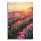 Skagit Valley Tulips II by Alan Majchrowicz acrylic glass wall art