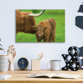 Scottish Highland Cattle VII by Alan Majchrowicz - 16x12 acrylic wall art in a room