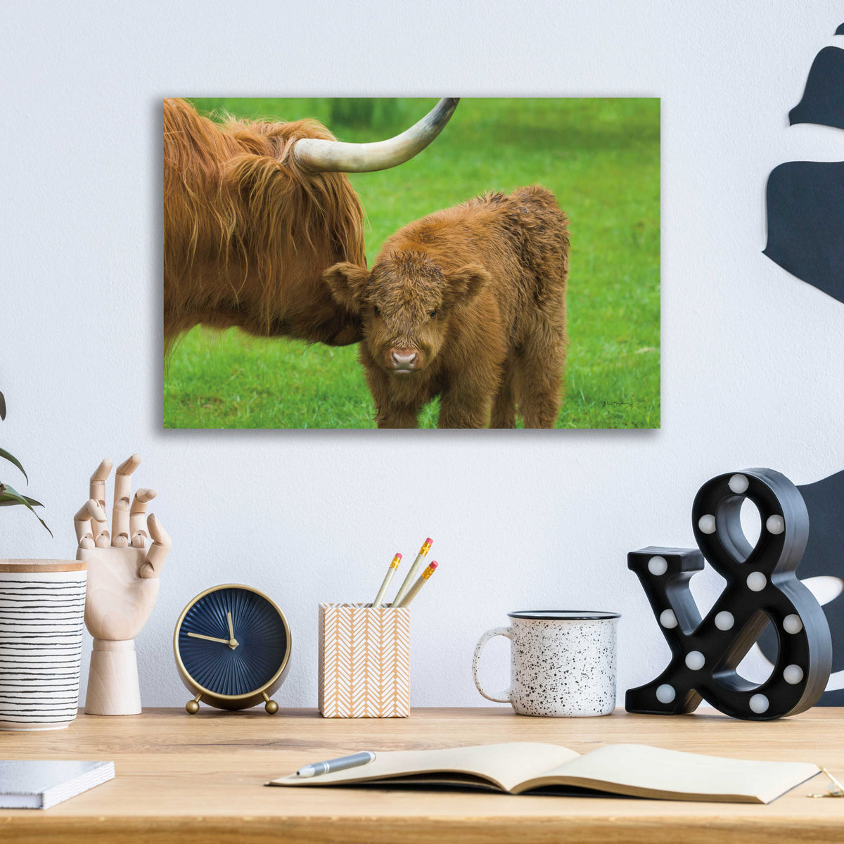 Scottish Highland Cattle VII by Alan Majchrowicz - 16x12 acrylic wall art in a room