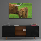 Scottish Highland Cattle VII by Alan Majchrowicz - 36x24 acrylic wall art in a room