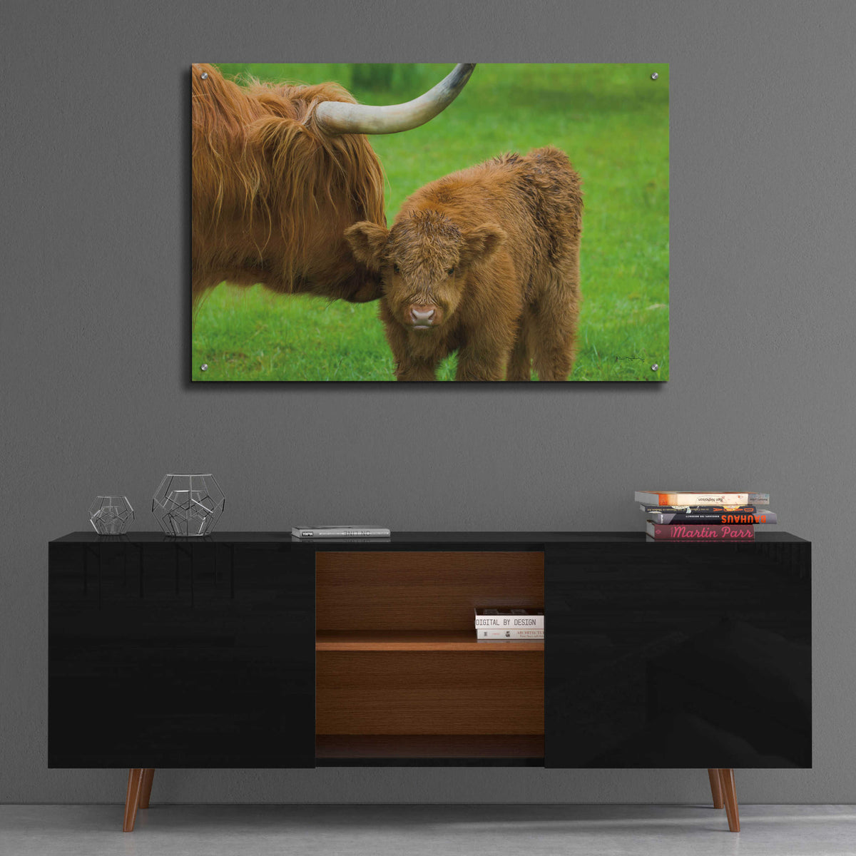 Scottish Highland Cattle VII by Alan Majchrowicz - 36x24 acrylic wall art in a room