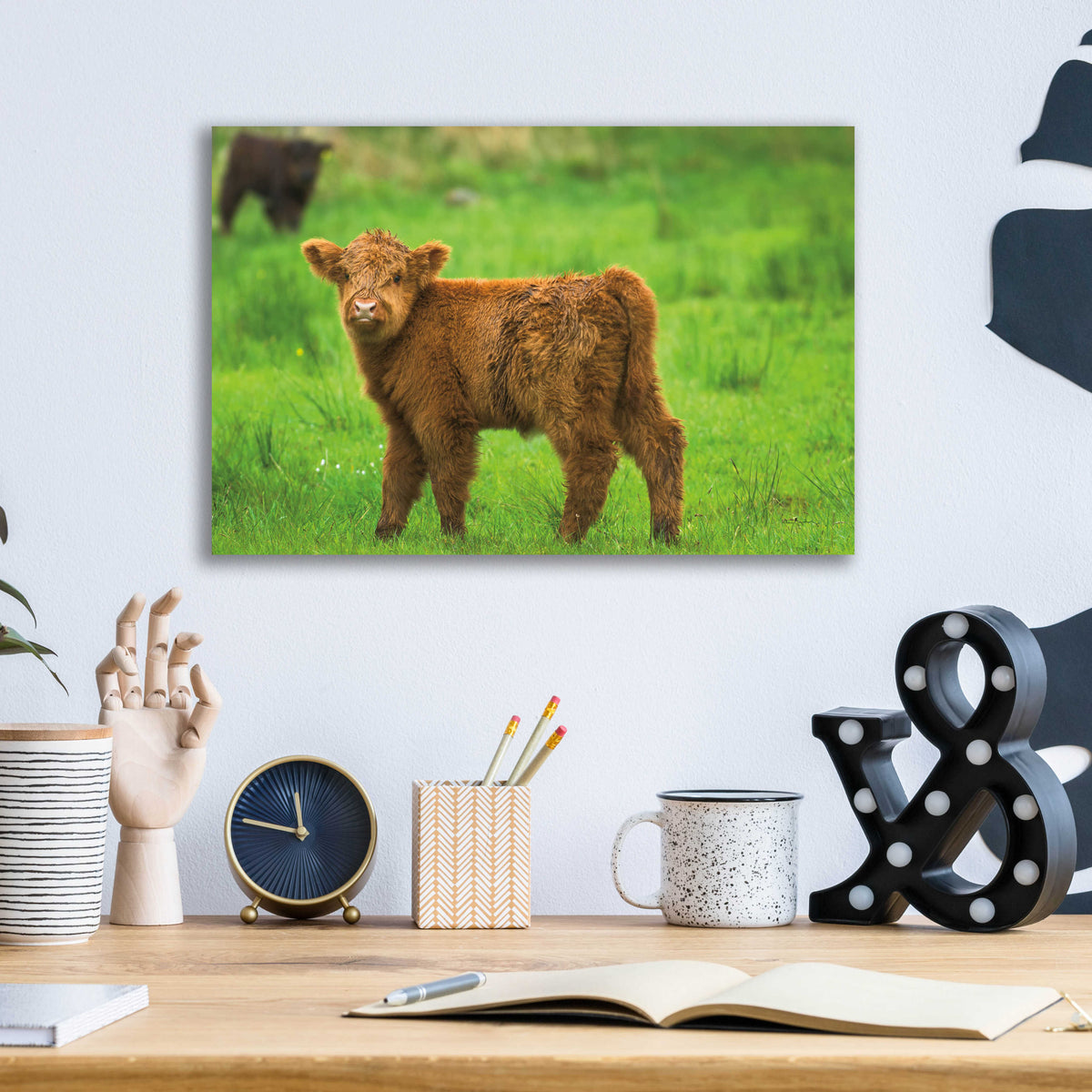 Scottish Highland Cattle X by Alan Majchrowicz - 16x12 acrylic wall art in a room