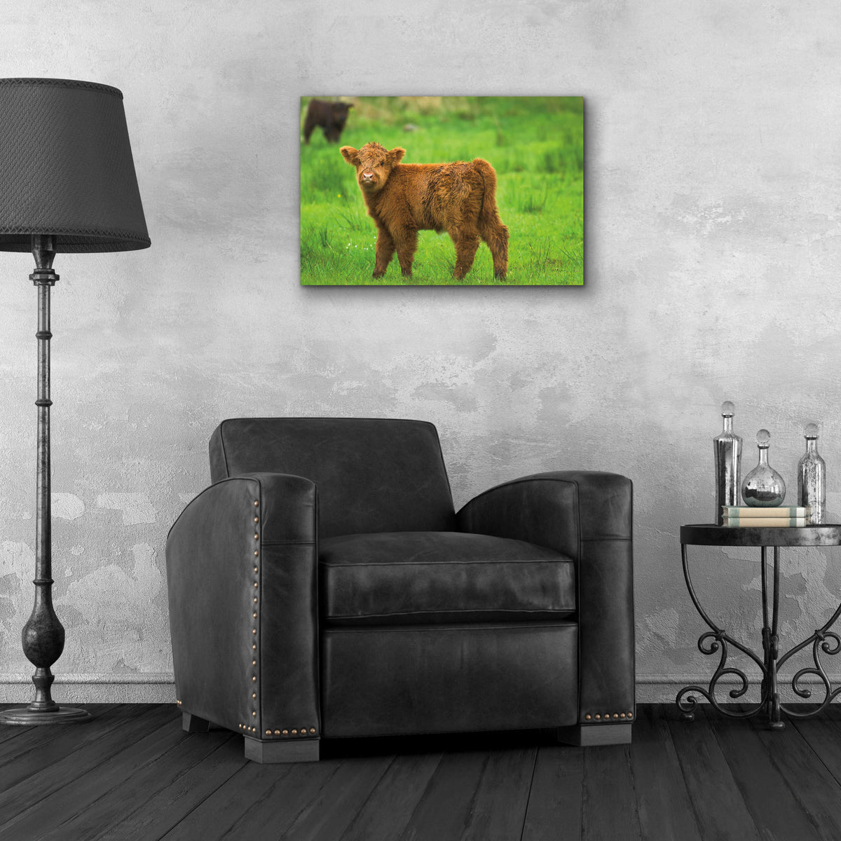 Scottish Highland Cattle X by Alan Majchrowicz - 24x16 acrylic wall art in a room