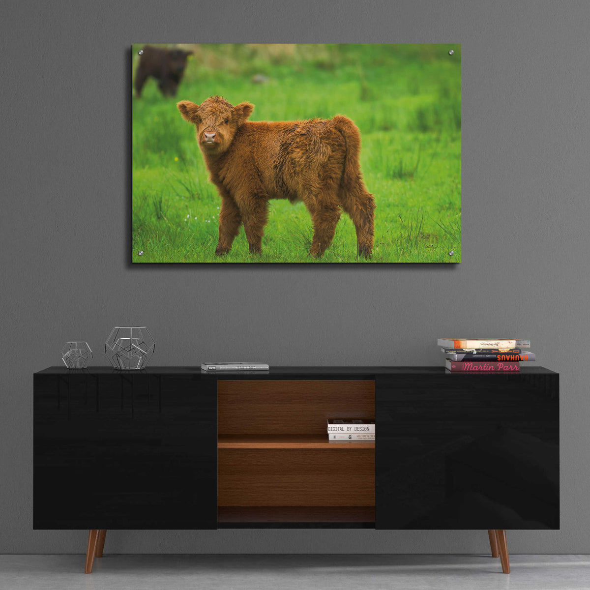Scottish Highland Cattle X by Alan Majchrowicz - 36x24 acrylic wall art in a room