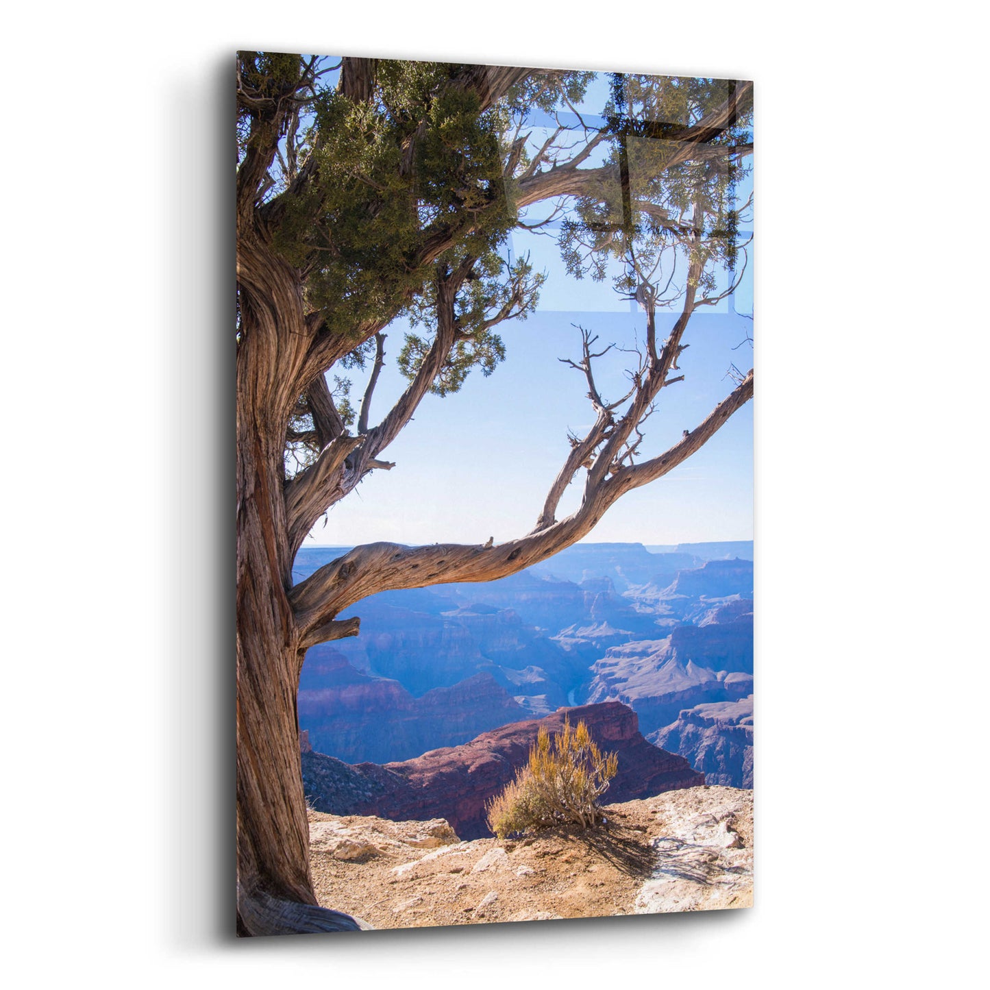 Epic Art ' Dead Tree In Grand Canyon' by Robin Vandenabeele, Acrylic Glass Wall Art,12x16