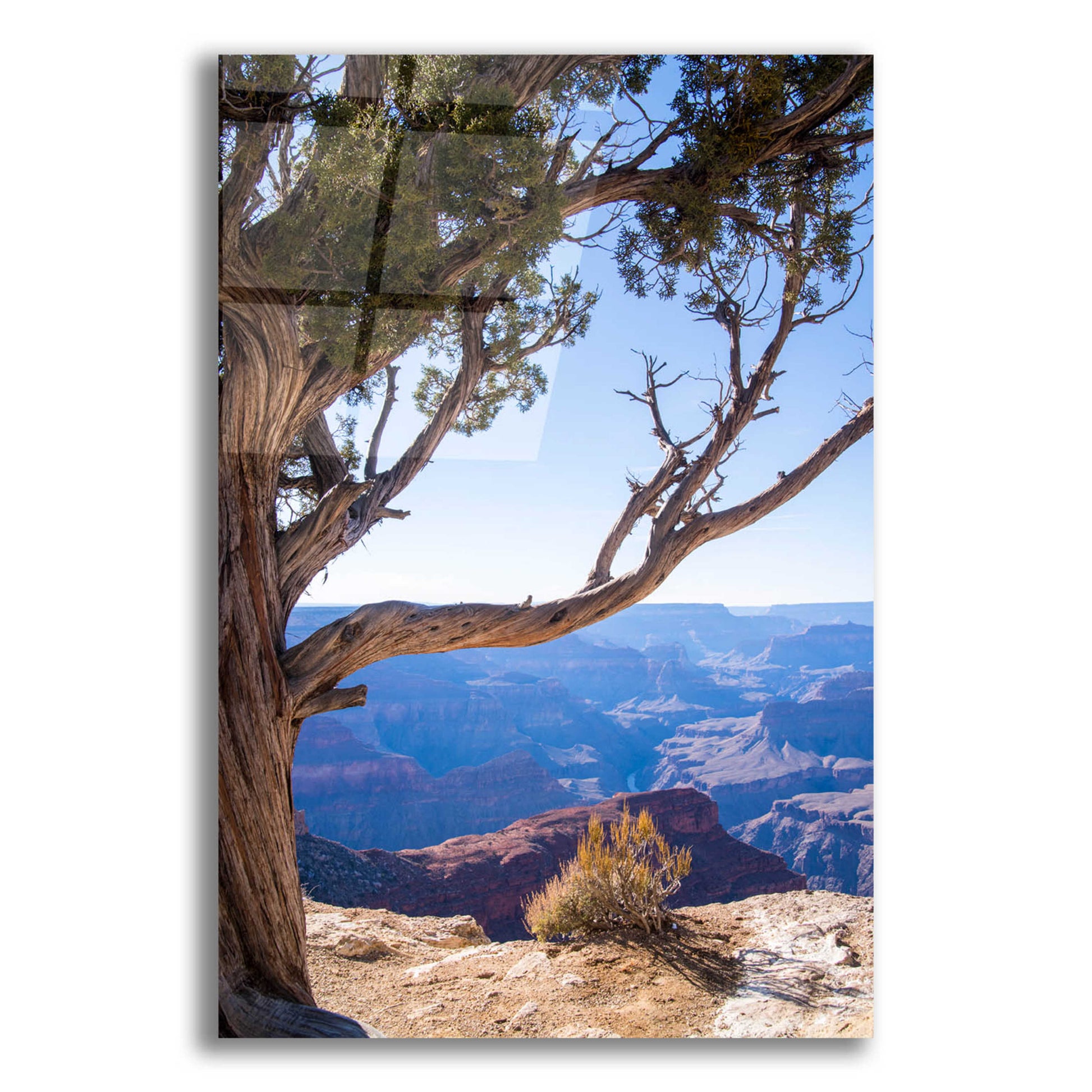 Epic Art ' Dead Tree In Grand Canyon' by Robin Vandenabeele, Acrylic Glass Wall Art,16x24