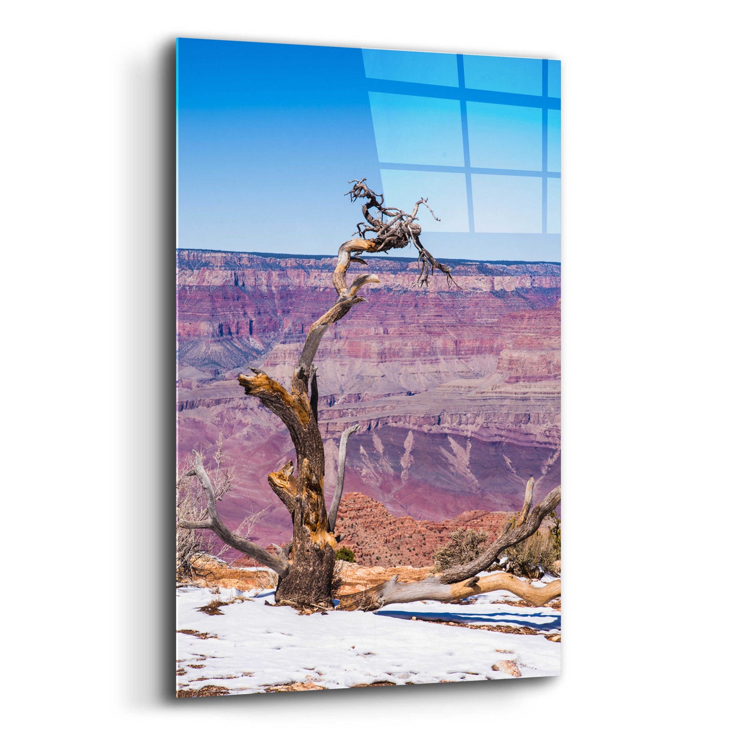 Epic Art ' Dead Tree In Grand Canyon II' by Robin Vandenabeele, Acrylic Glass Wall Art,12x16