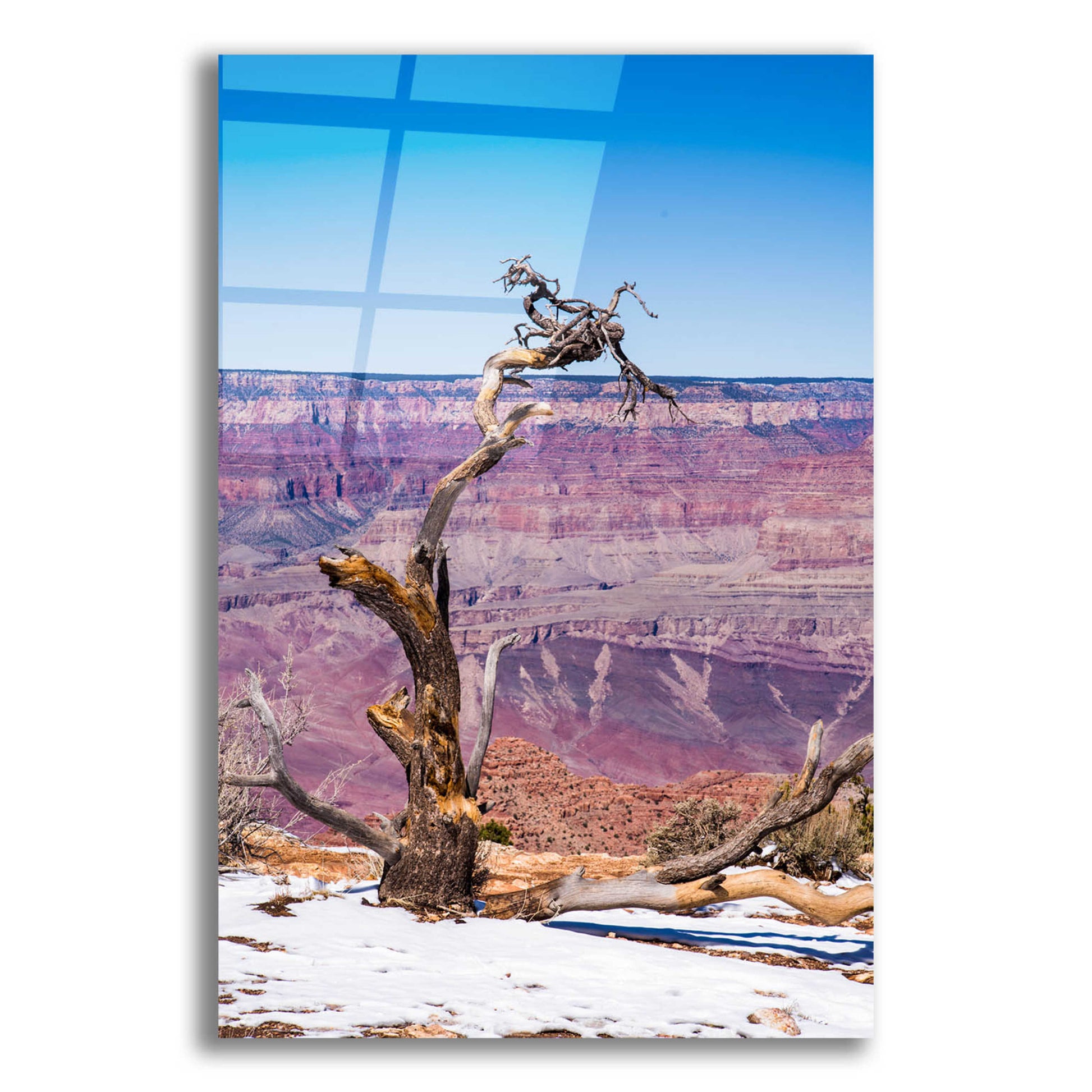 Epic Art ' Dead Tree In Grand Canyon II' by Robin Vandenabeele, Acrylic Glass Wall Art,12x16