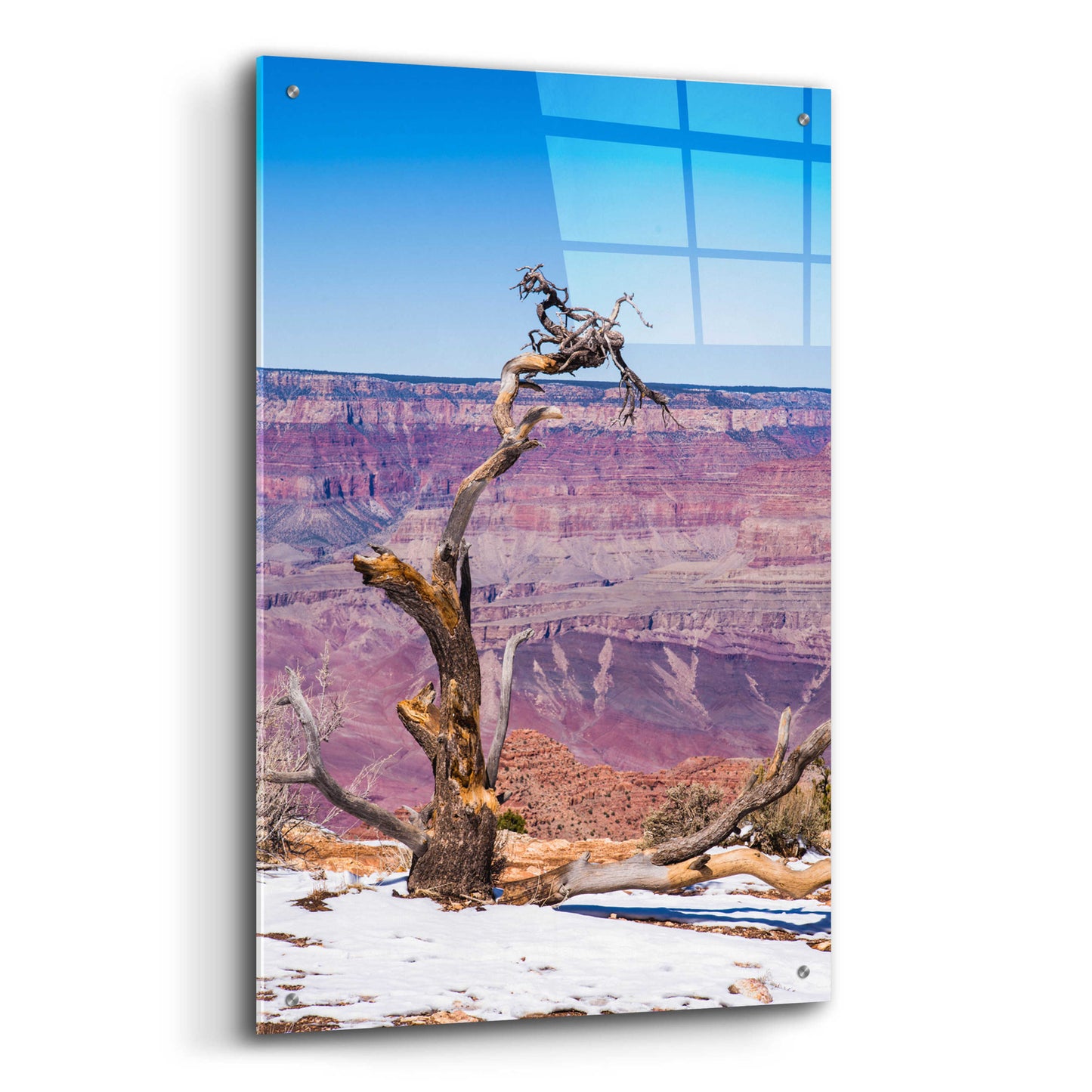 Epic Art ' Dead Tree In Grand Canyon II' by Robin Vandenabeele, Acrylic Glass Wall Art,24x36