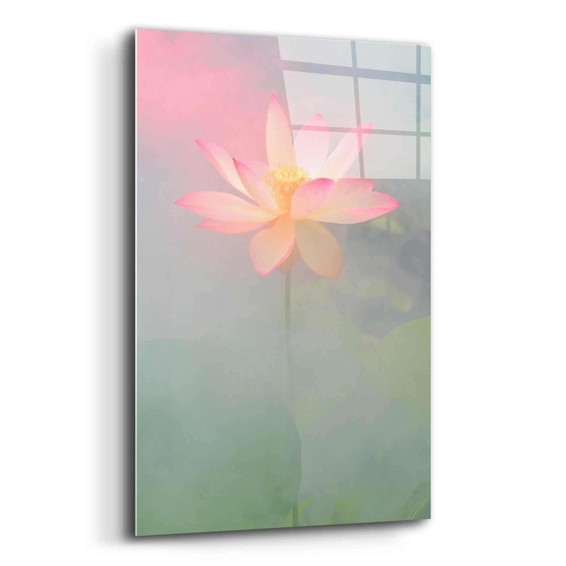 Epic Art 'Pink Passion' by Bahman Farzad, Acrylic Glass Wall Art,12x16