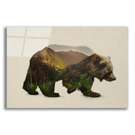 Epic Art 'North American Brown Bear' by Davies Babies, Acrylic Glass Wall Art